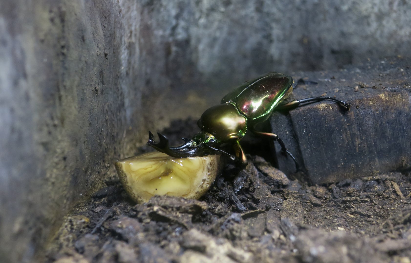 Rainbow Stag Beetle (Phalacrognathus muelleri)