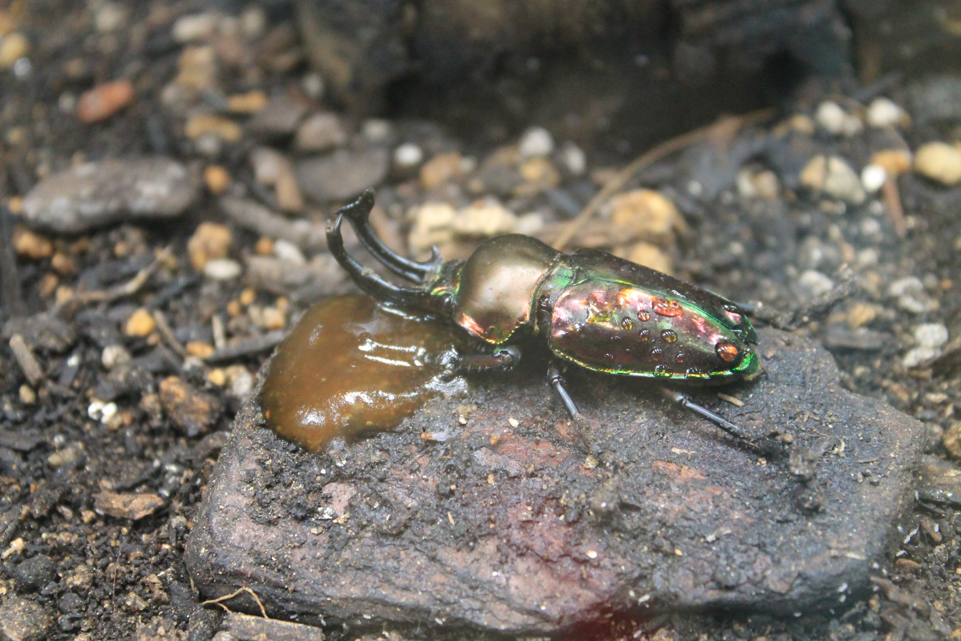 Rainbow Stag Beetle (Phalacrognathus muelleri)