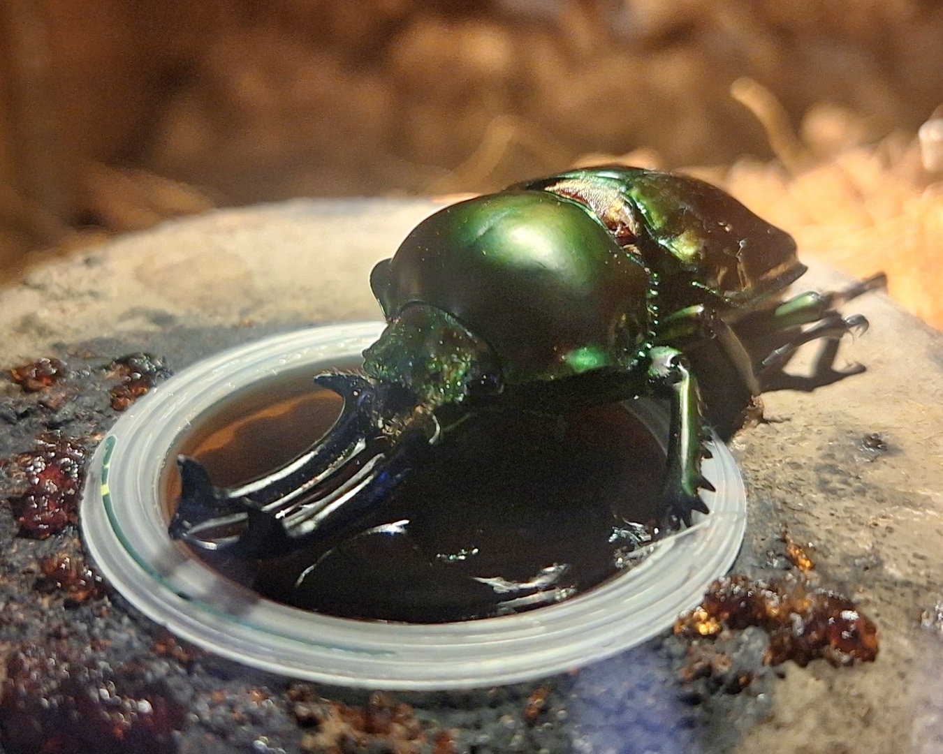 Rainbow Stag Beetle (Phalacrognathus muelleri)