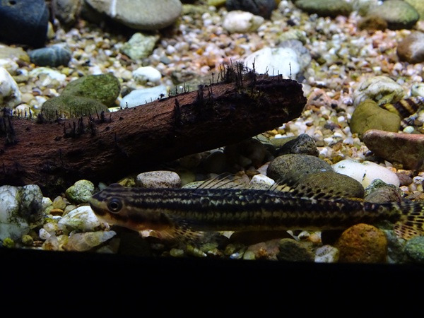 Rainbow stiphodon (Stiphodon ornatus)