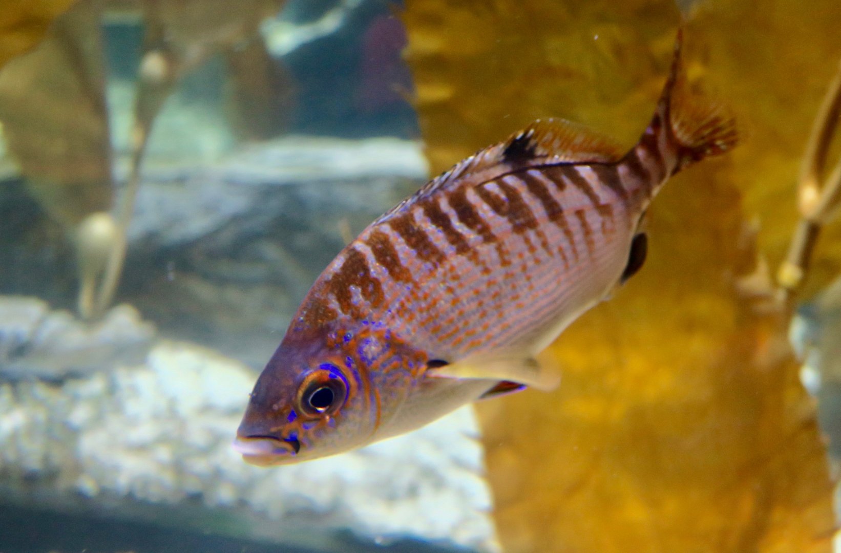 Rainbow Surfperch (Hypsurus caryi)