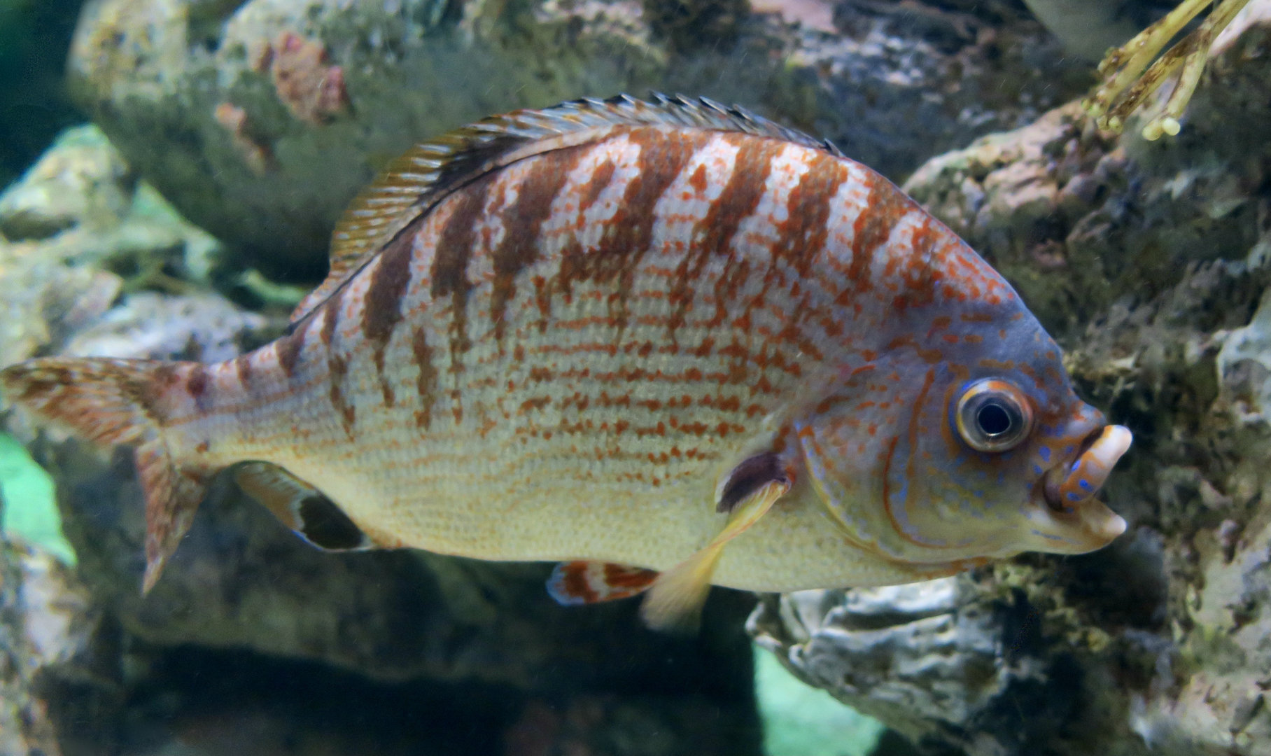 Rainbow Surfperch (Hypsurus caryi)