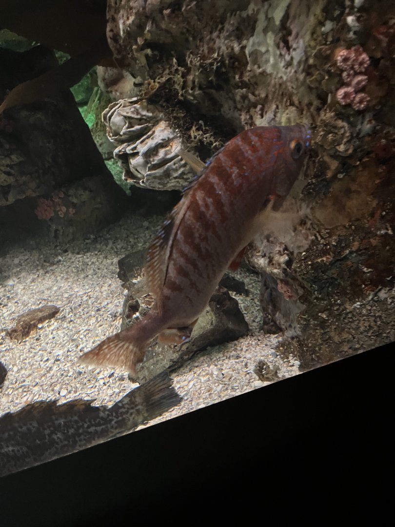 Rainbow surfperch?