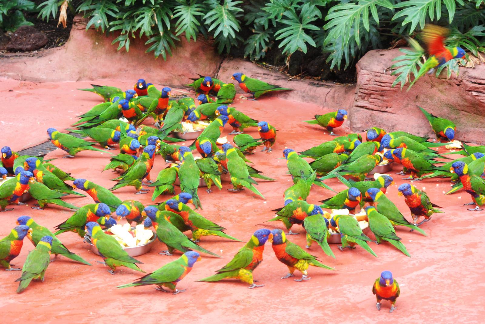 Rainbow Swarm Descends at Avifauna, 04/06/12