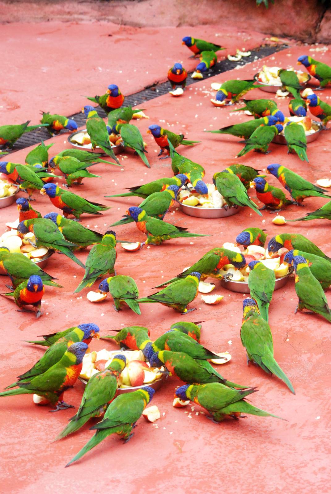 Rainbow Swarm Descends at Avifauna, 04/06/12
