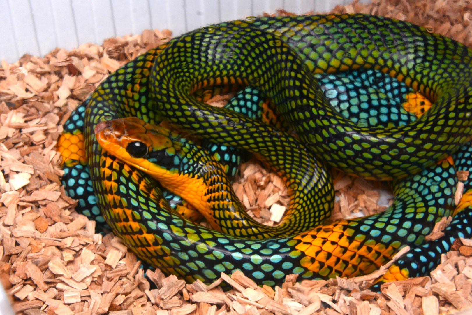 Rainbow Tree Snake (Gonyosoma margaritatum)