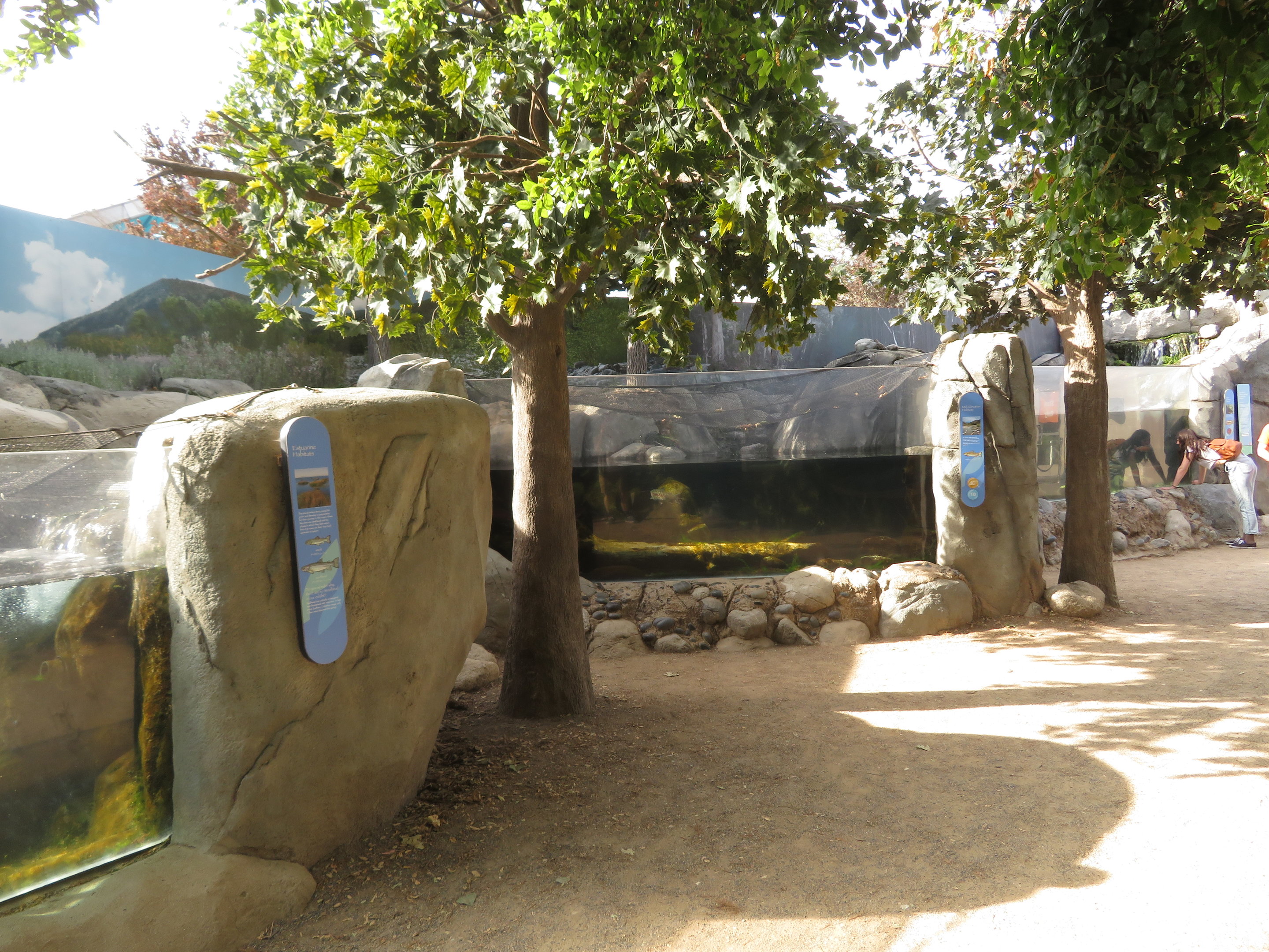 Rainbow Trout Exhibits