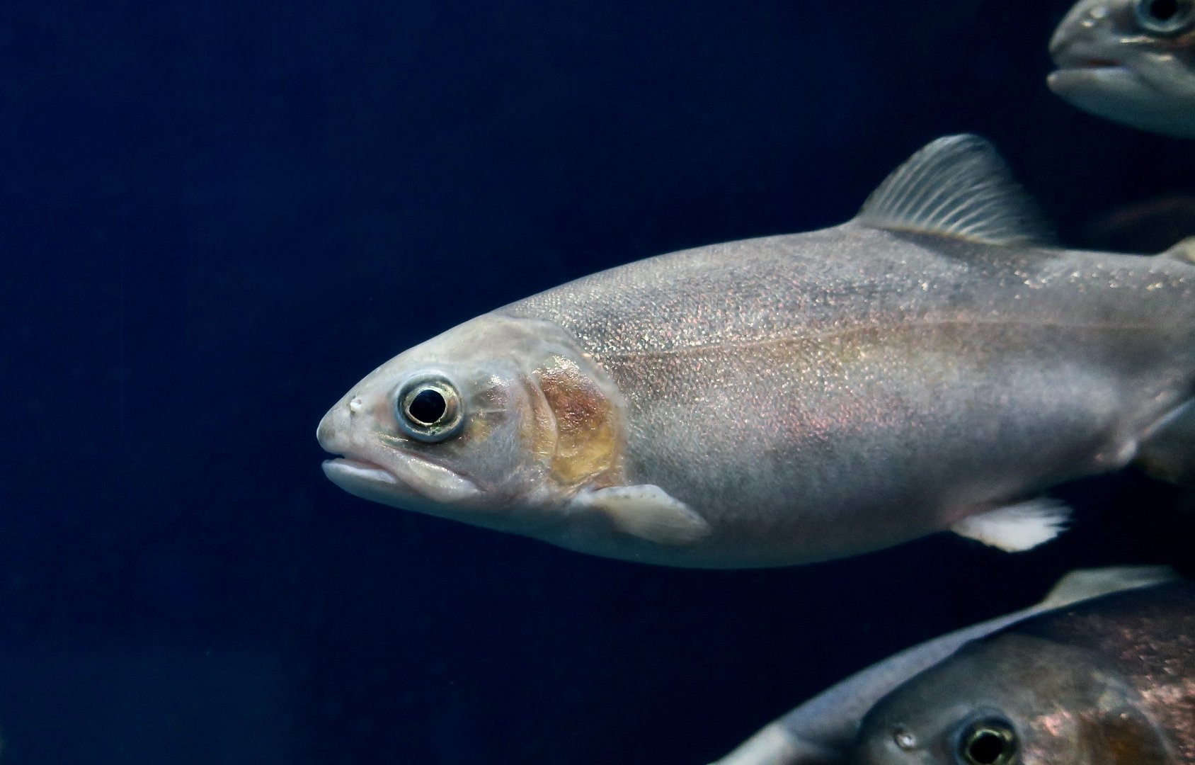 Rainbow Trout (Oncorhynchus mykiss) morph - Xpark