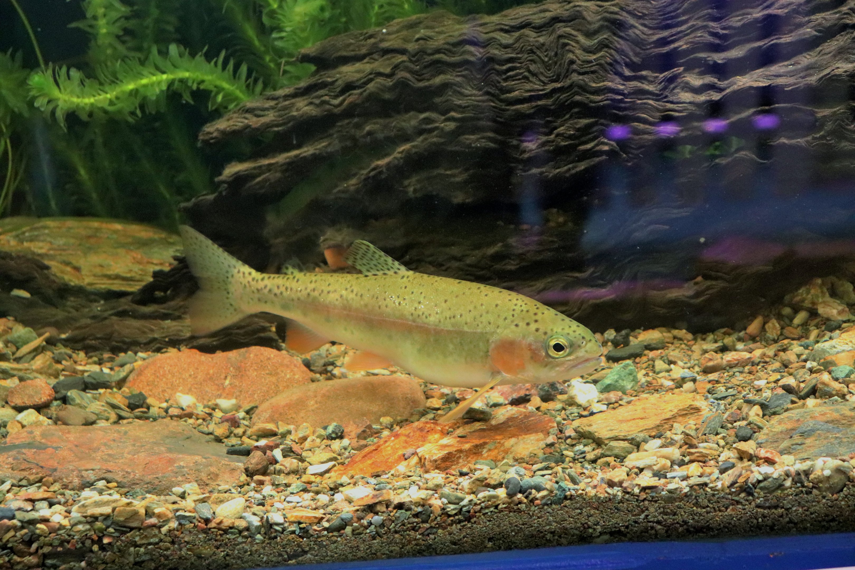 Rainbow Trout (Oncorhynchus mykiss)