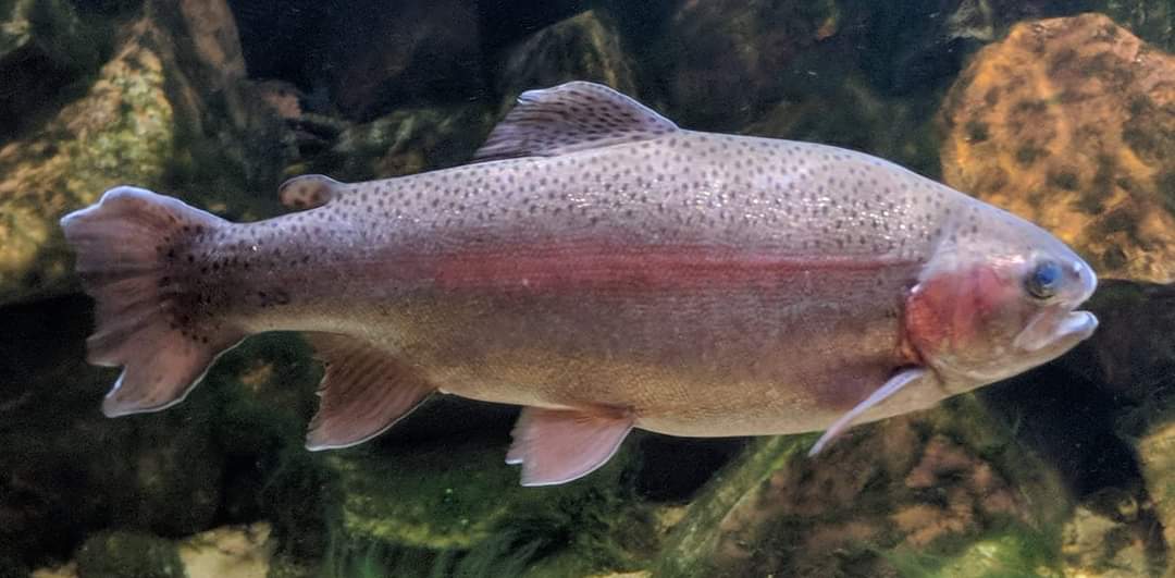 Rainbow trout (Oncorhynchus mykiss)