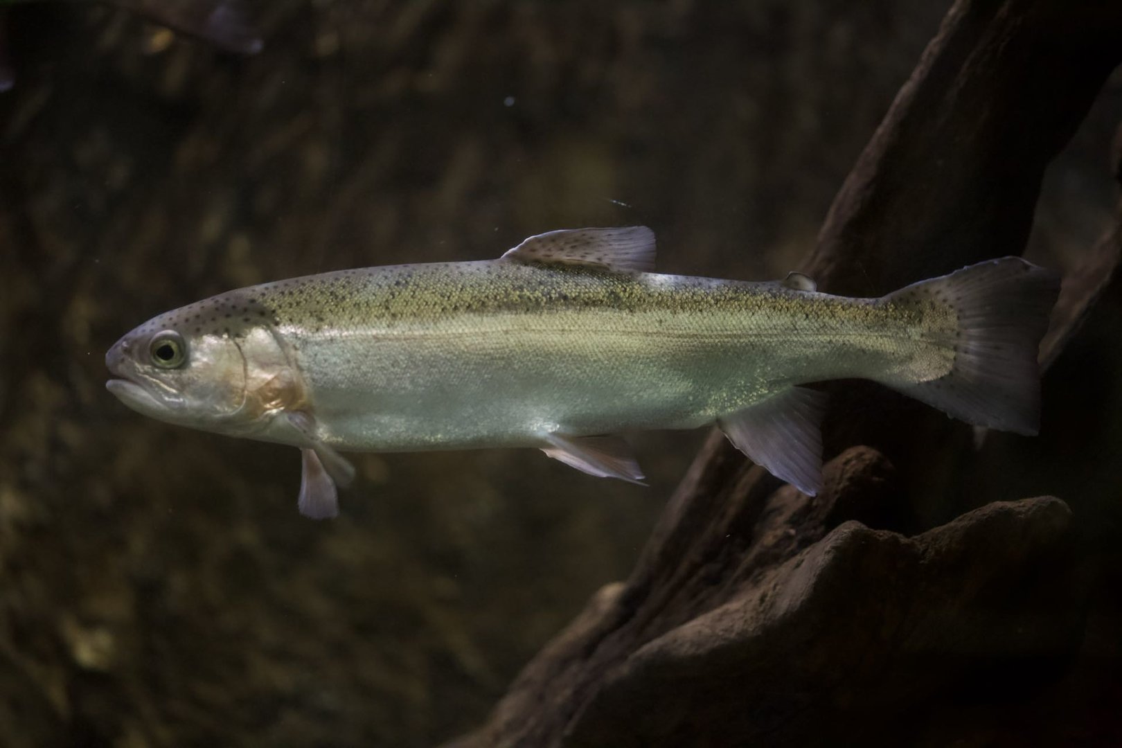 Rainbow trout/ Oncorhynchus mykiss