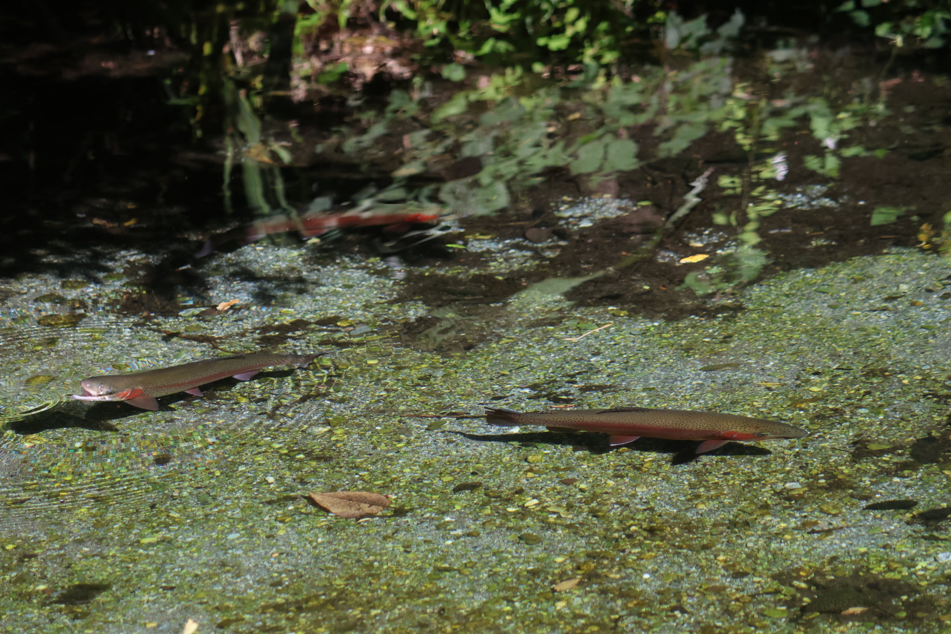 Rainbow Trout (Oncorhynchus mykiss)