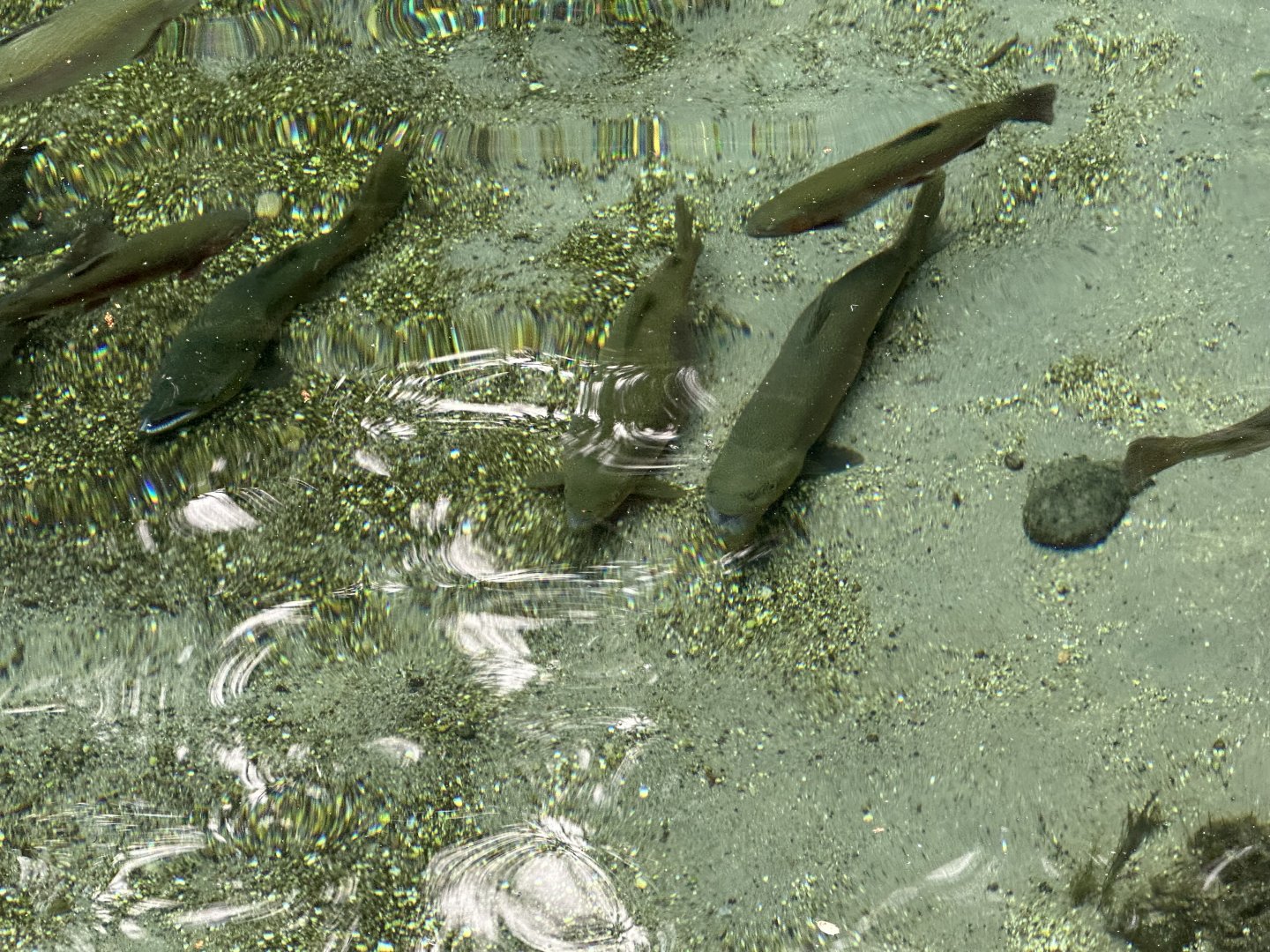 Rainbow trout (Oncorhynchus mykiss)