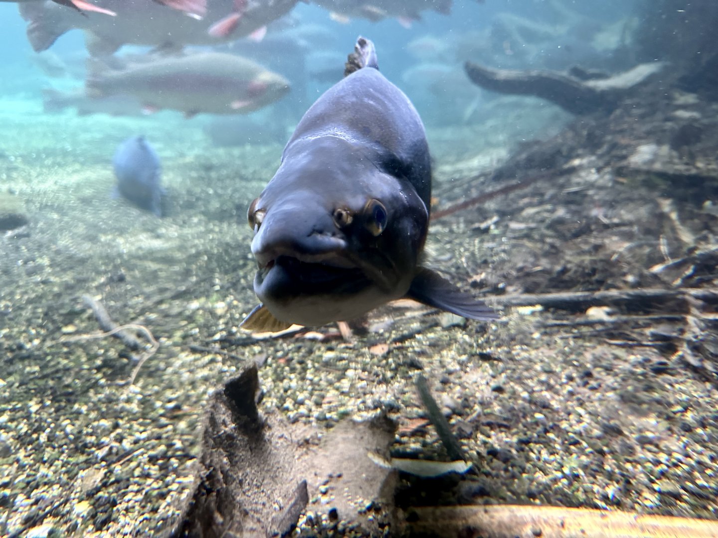 Rainbow trout (Oncorhynchus mykiss)
