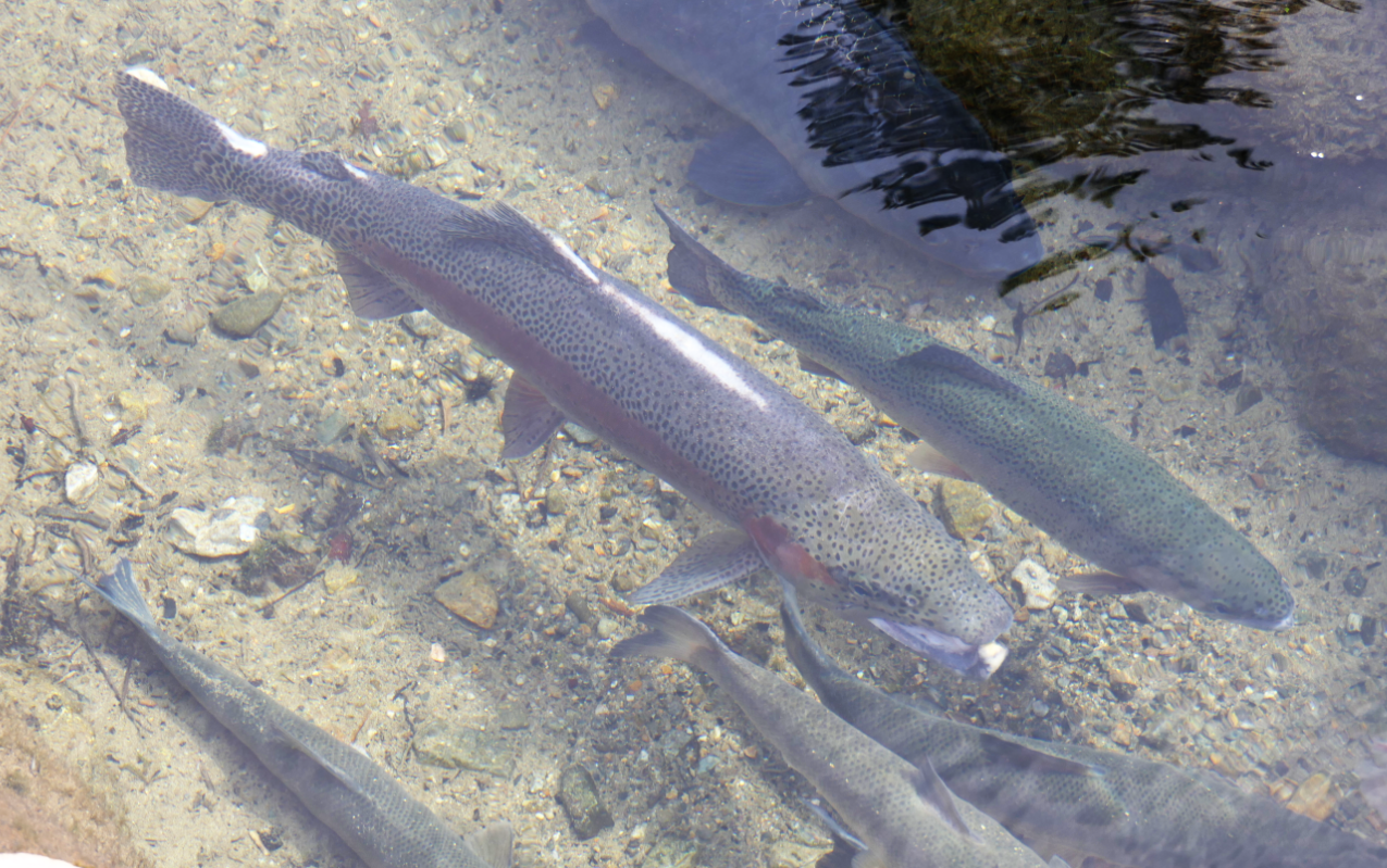 Rainbow Trout (Oncorhynchus mykiss)