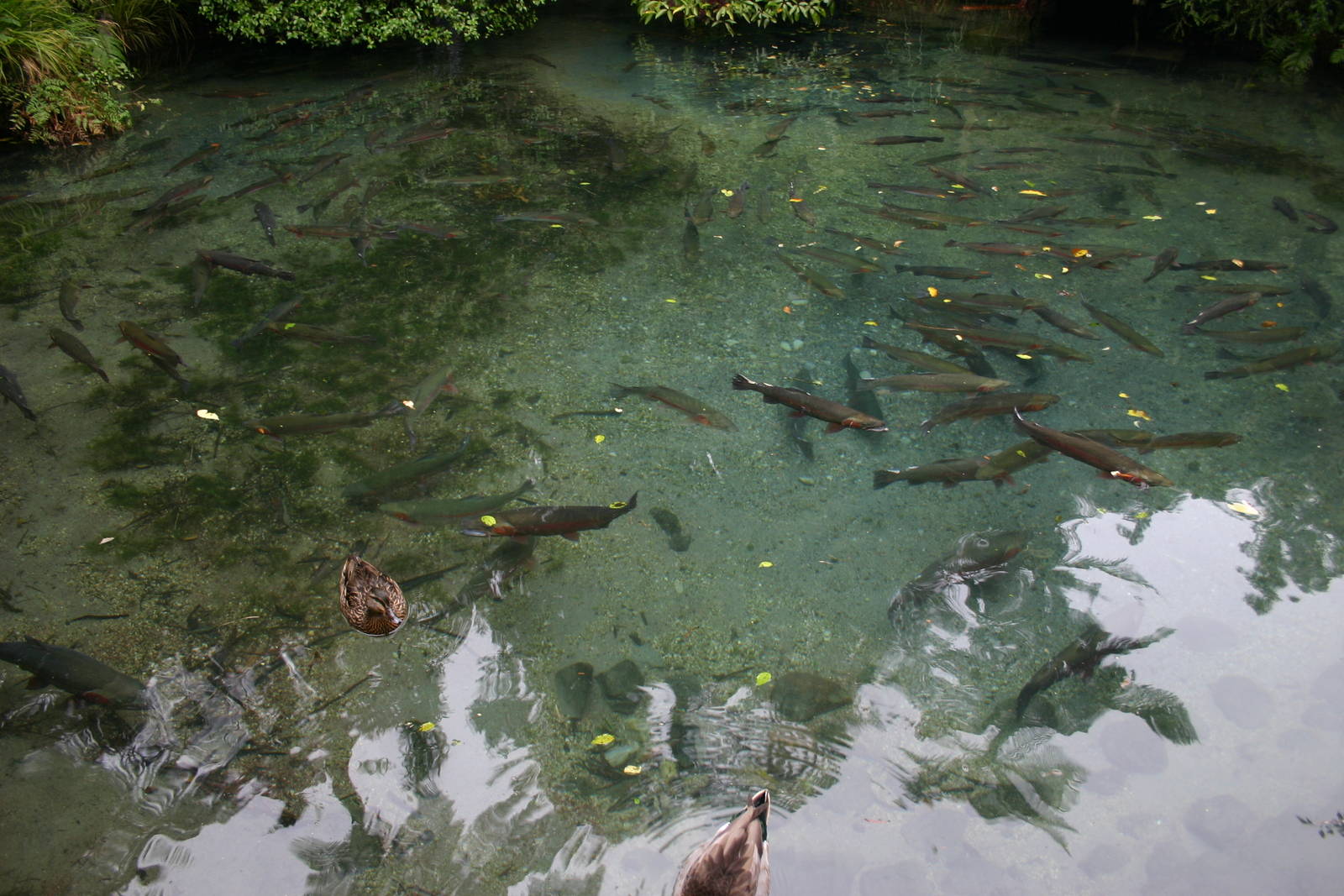 Rainbow Trout - Paradise Valley Springs