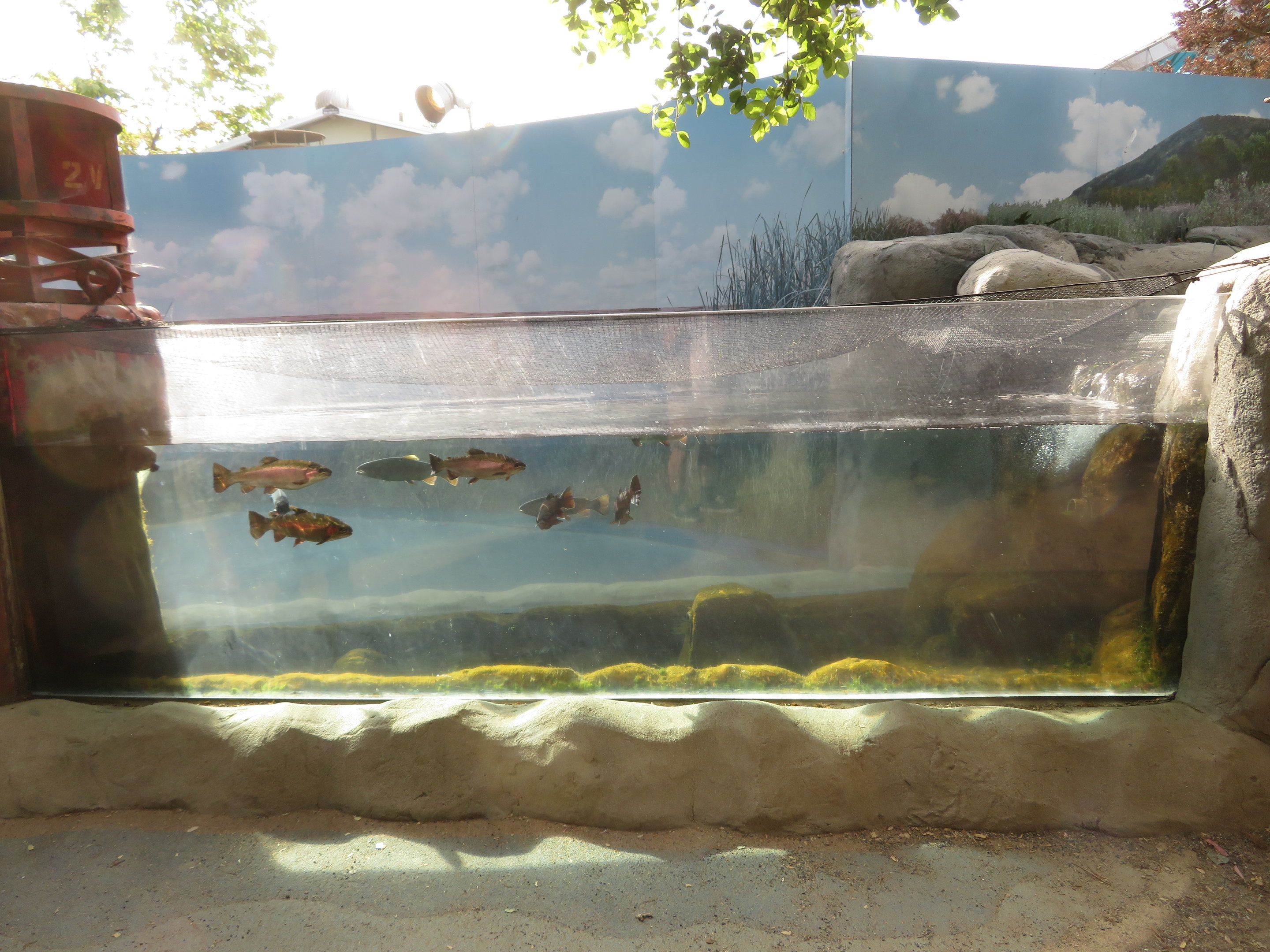 Rainbow Trout Tank