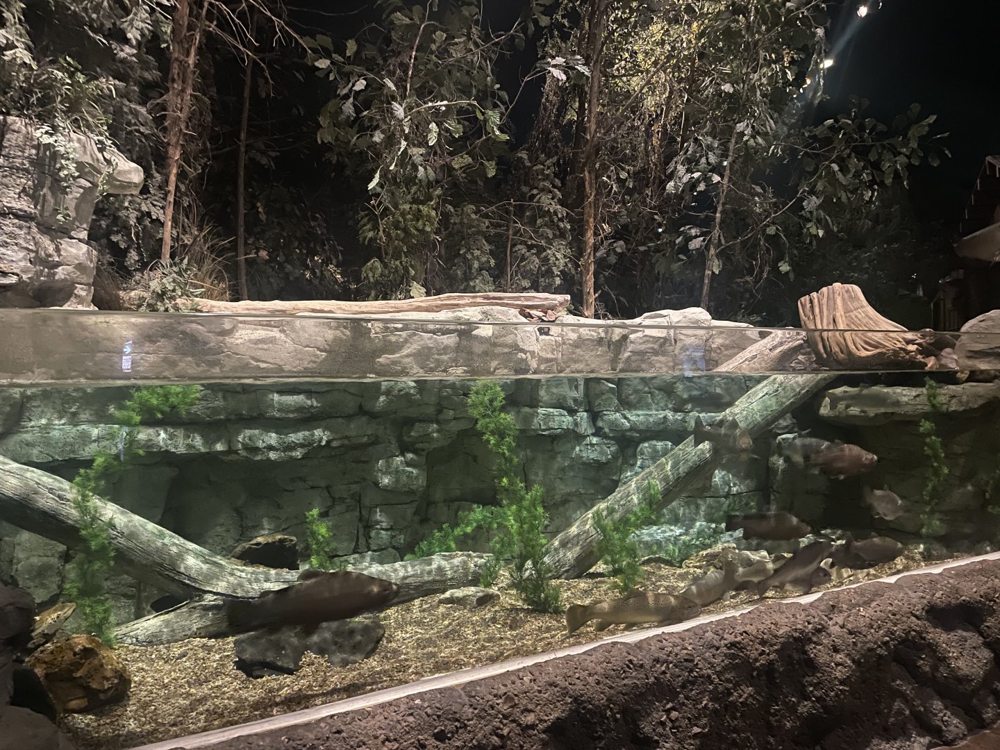 Rainbow Trout Tank
