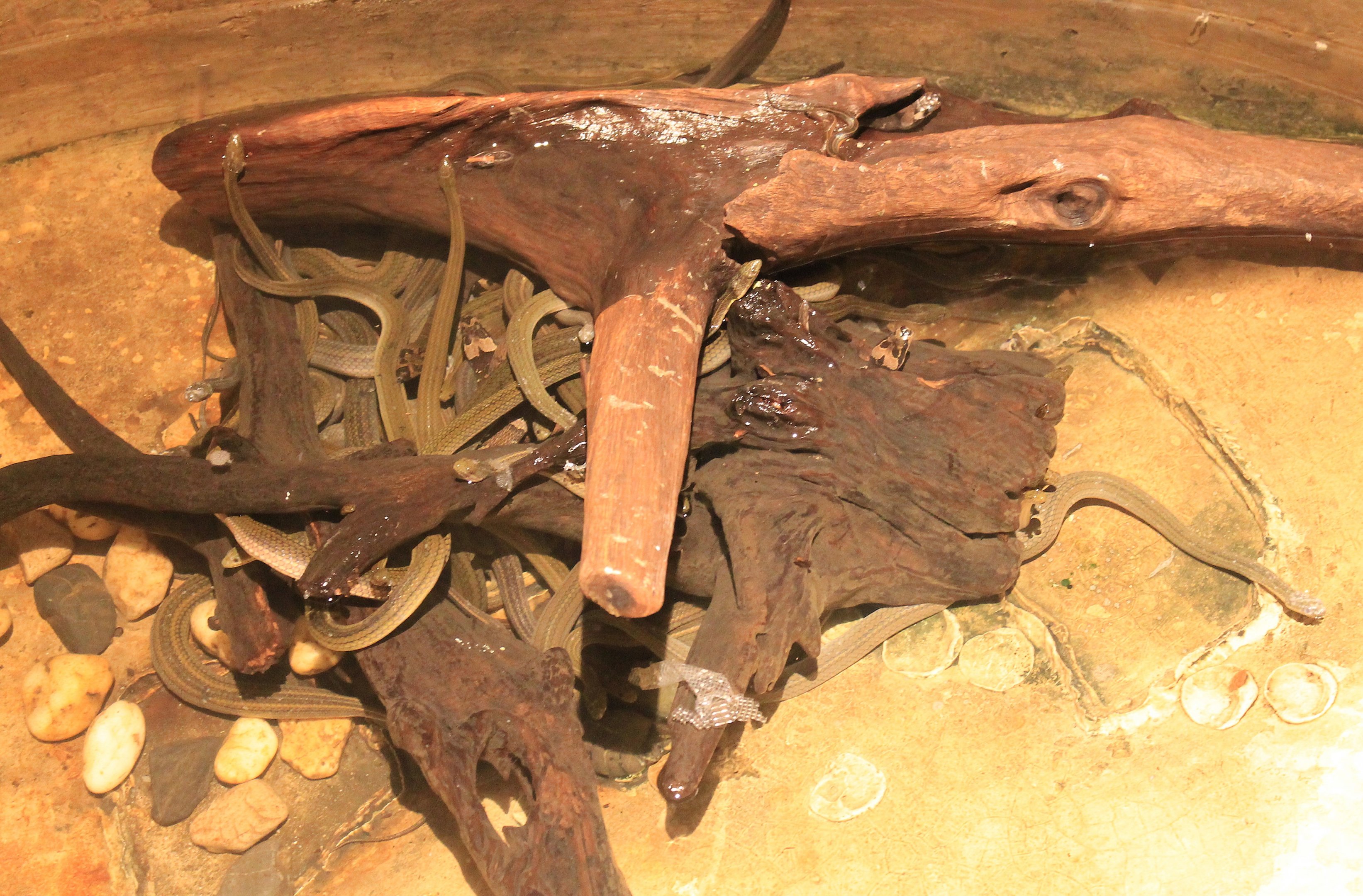 Rainbow Water Snakes (Enhydris enhydris)