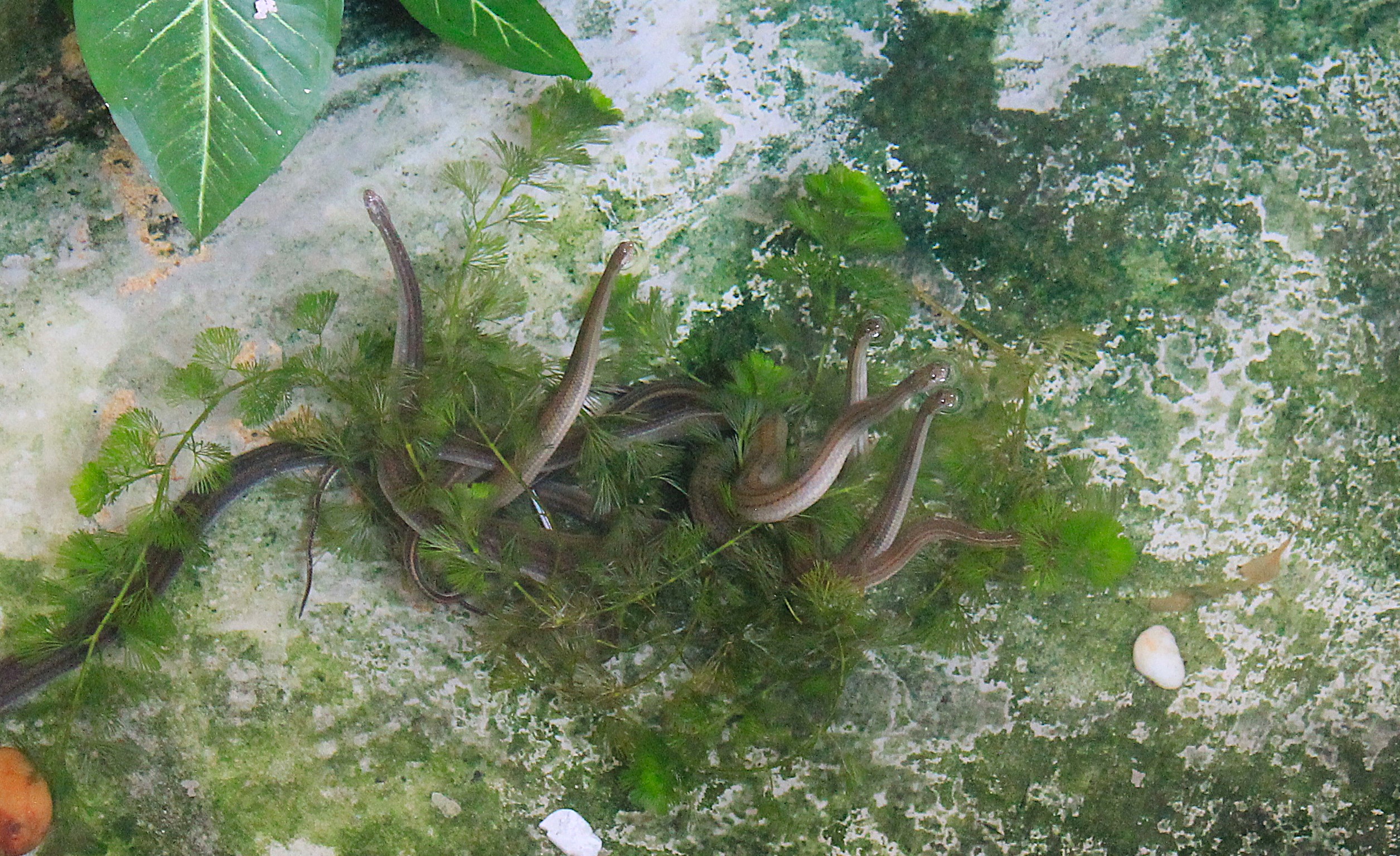 Rainbow Water Snakes (Enhydris enhydris)