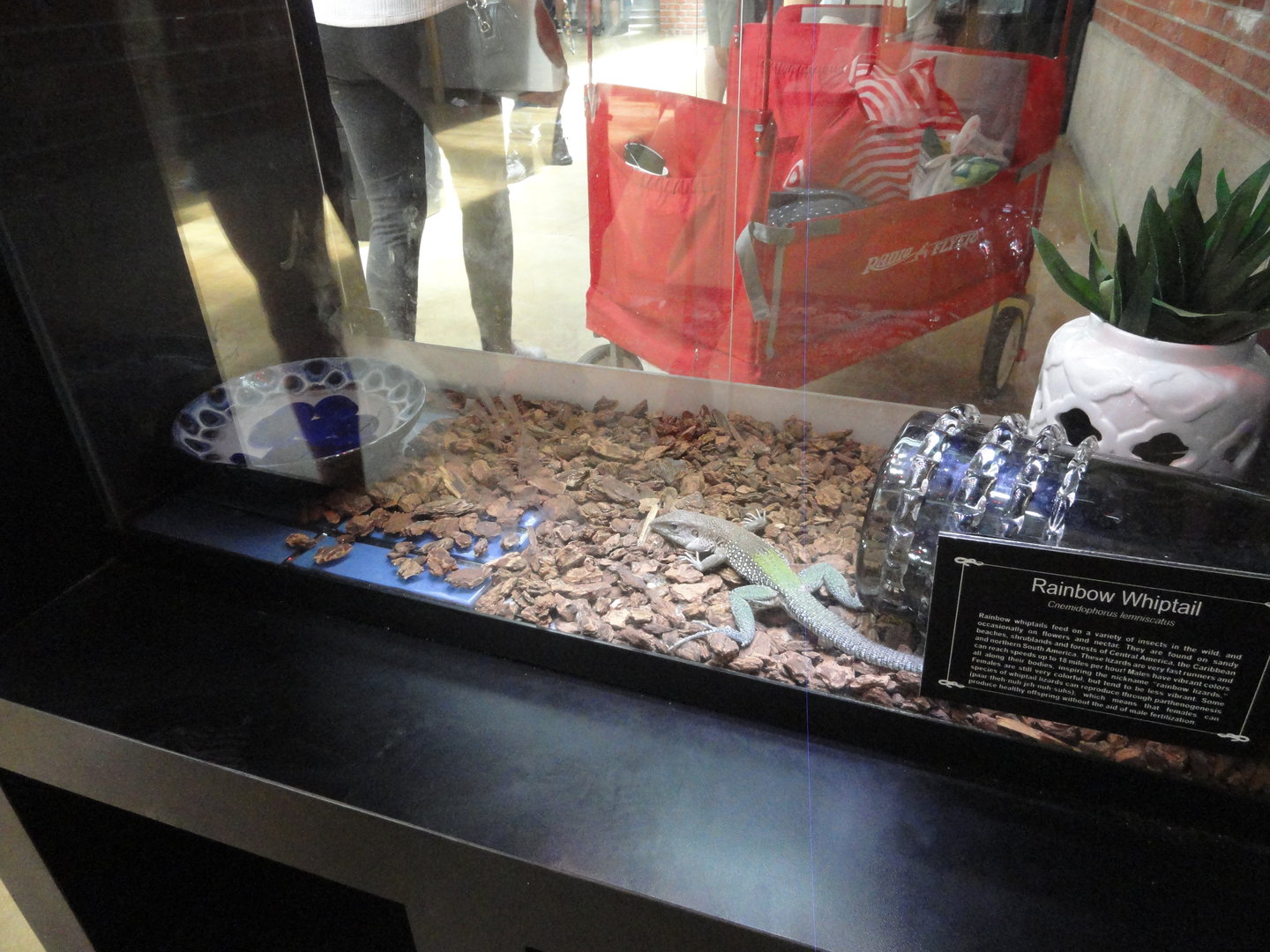 Rainbow Whiptail Exhibit