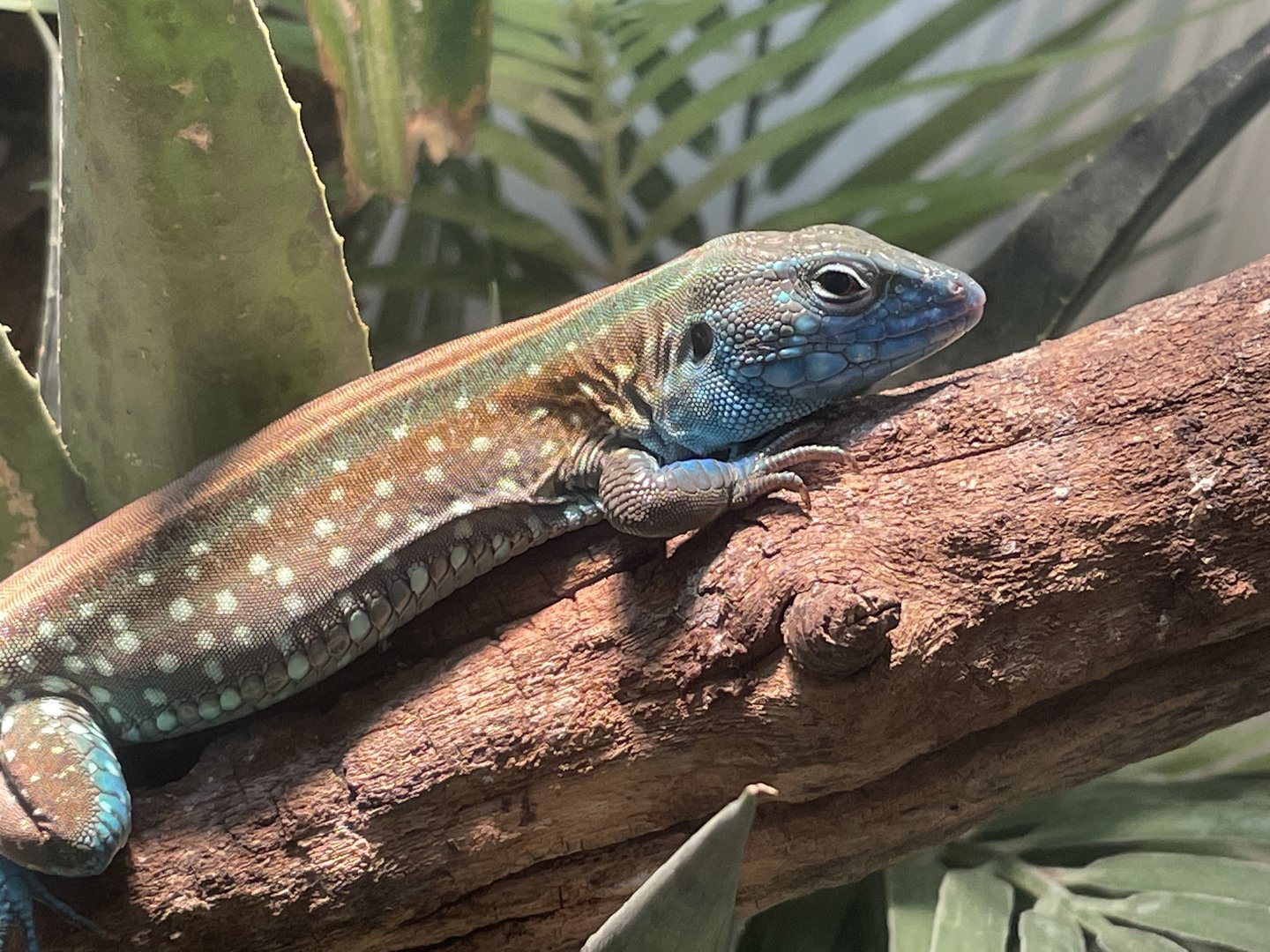 Rainbow Whiptail