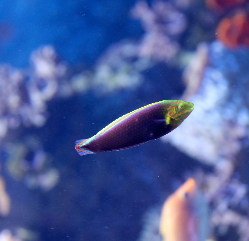 Rainbow Wrasse