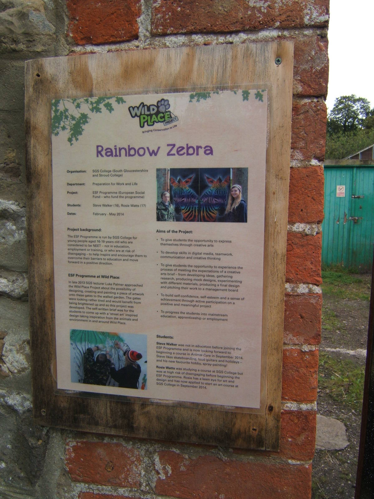 Rainbow Zebra