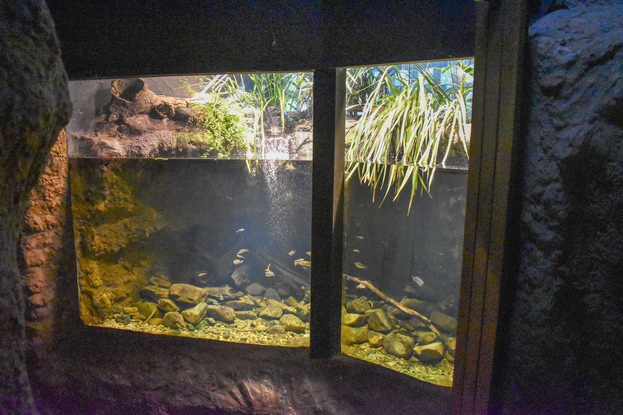 Rainbowfish Enclosure