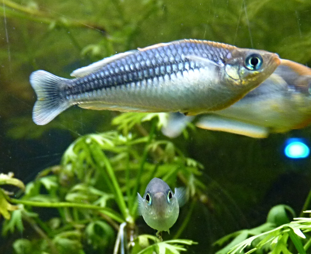 Rainbowfish for ID (Tiergarten Schönbrunn)