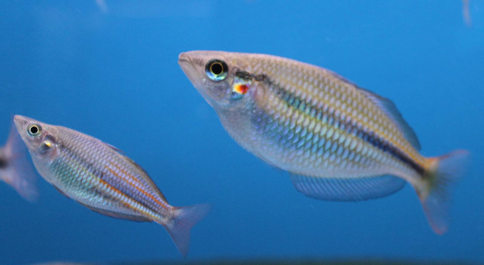 Rainbowfish ID