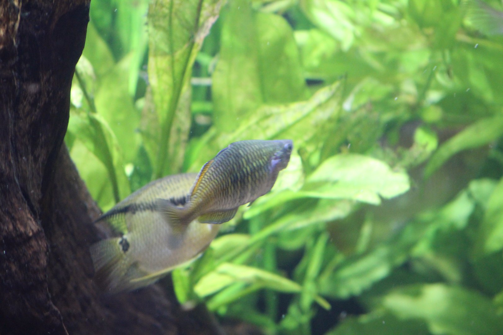 Rainbowfish ID?