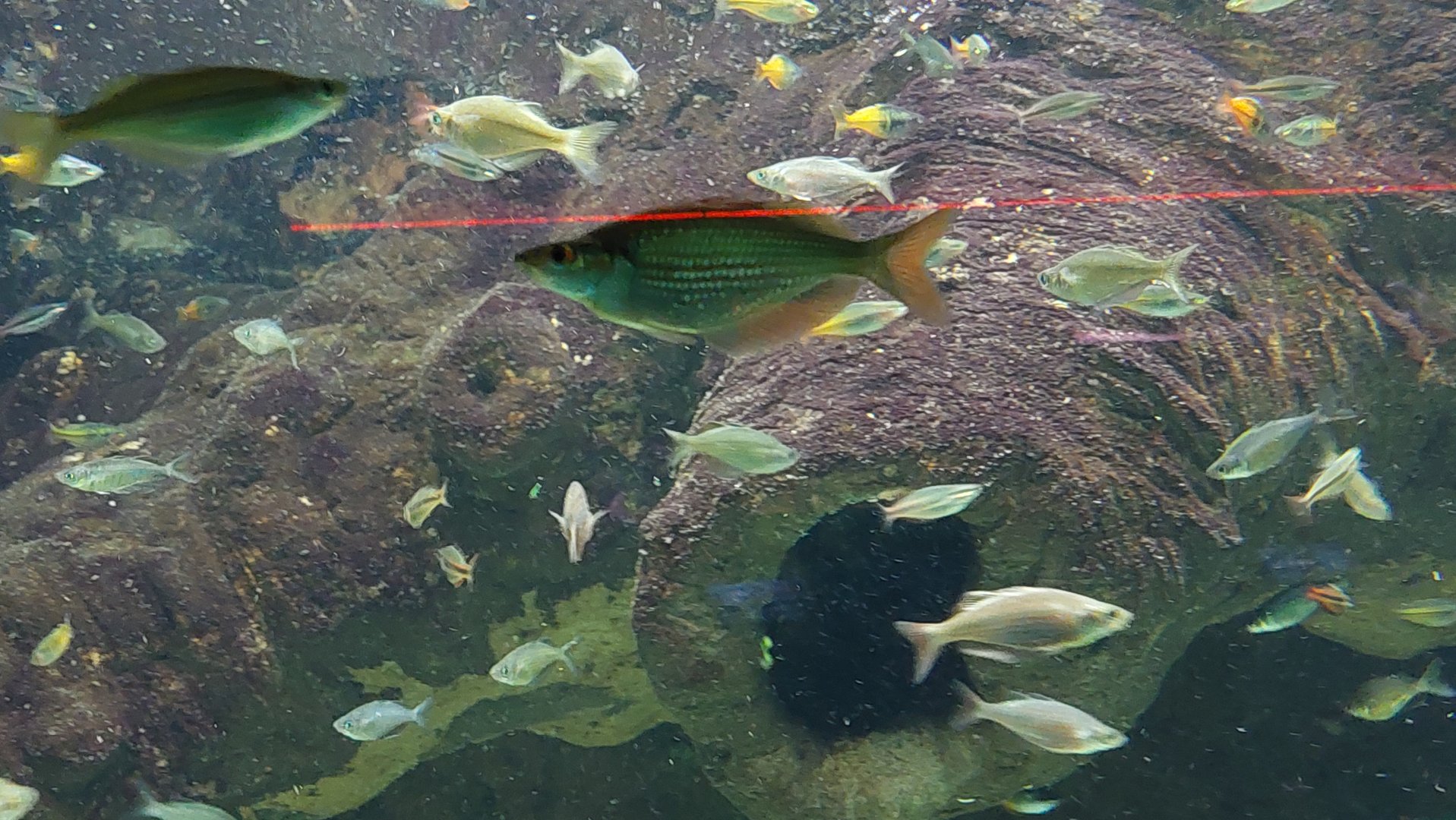 Rainbowfish ID