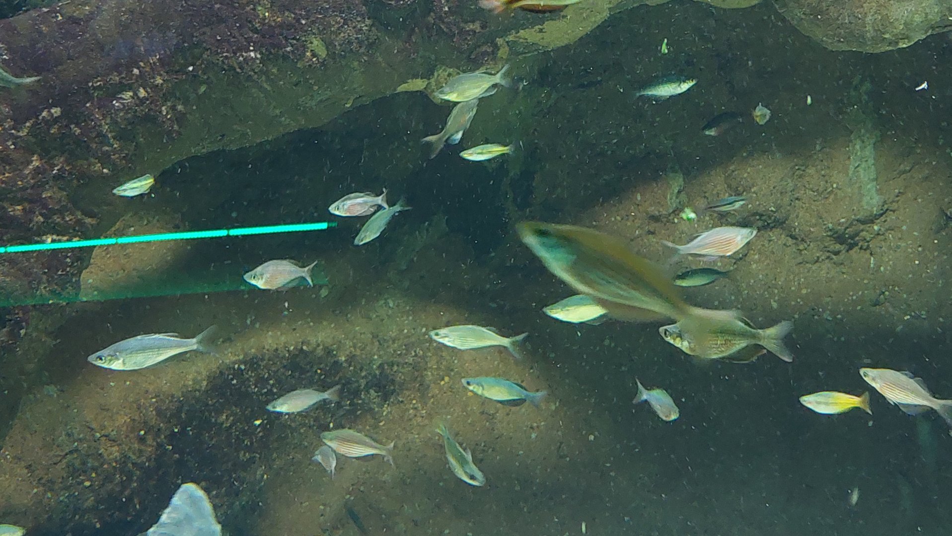 Rainbowfish ID