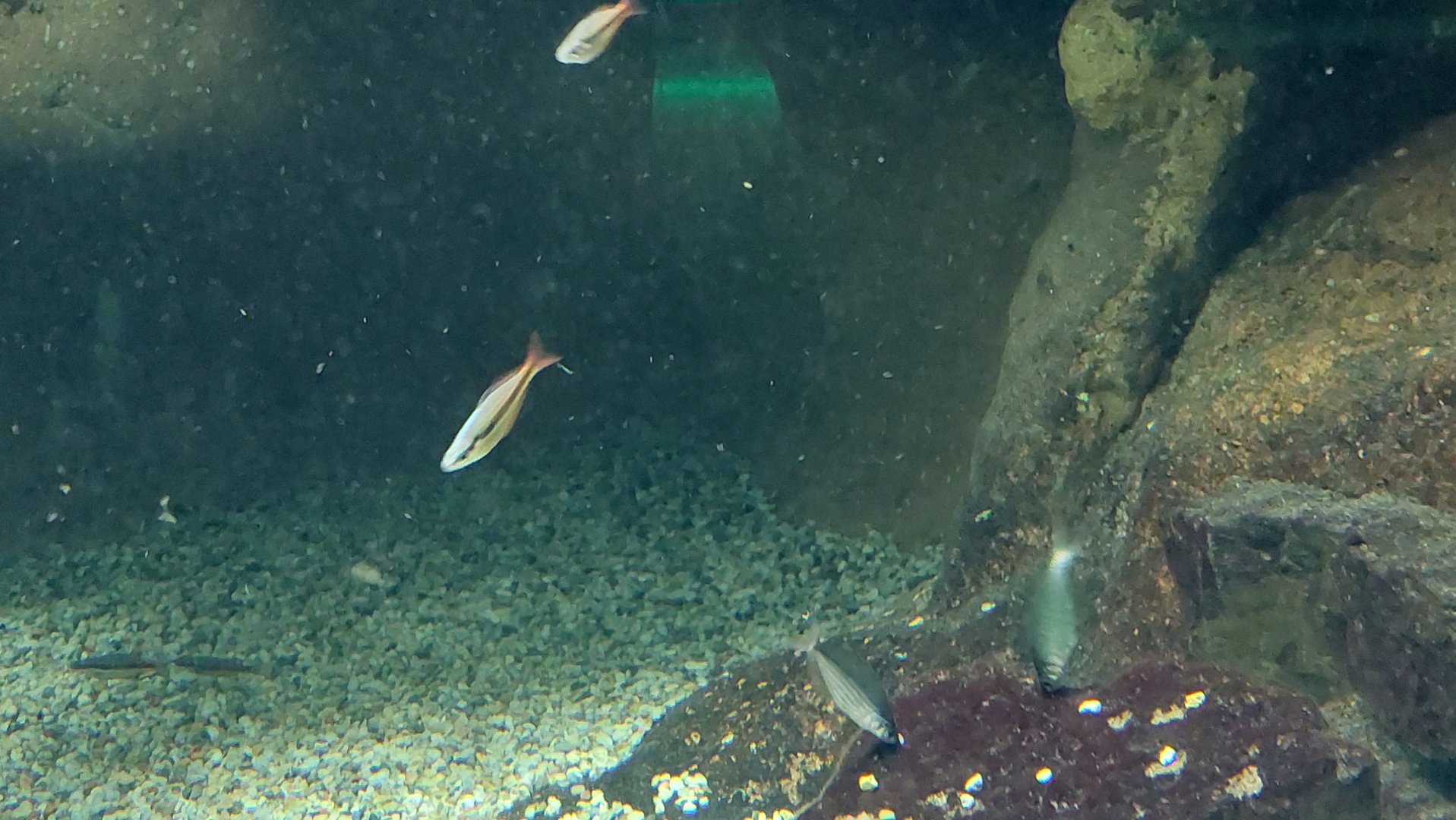 Rainbowfish ID