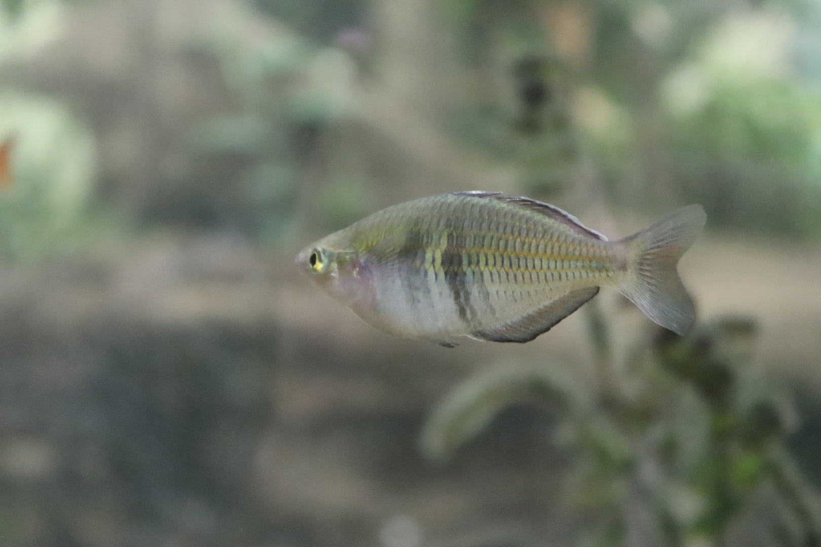 Rainbowfish ID