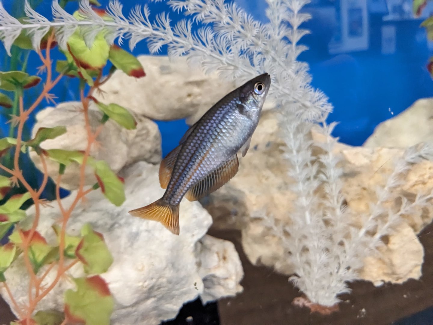 Rainbowfish ID?