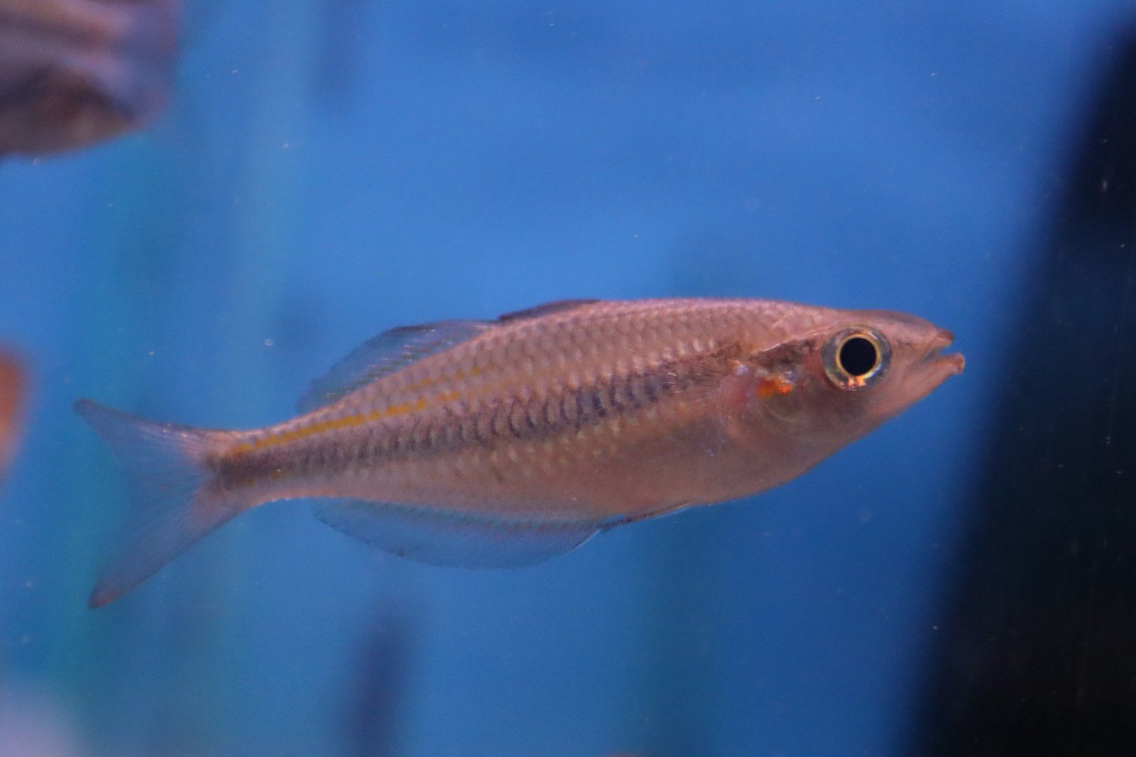 Rainbowfish ID