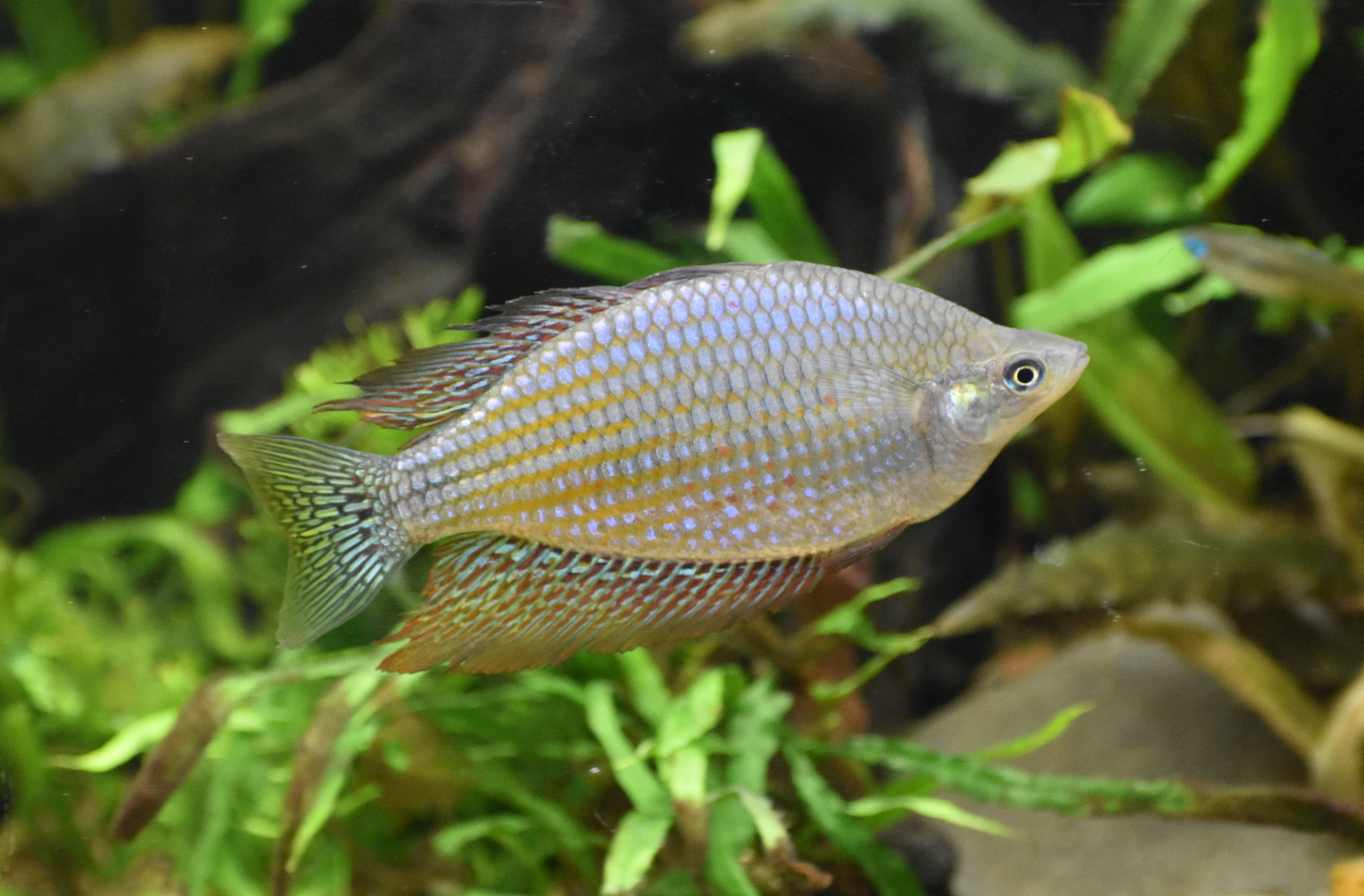 Rainbowfish ID