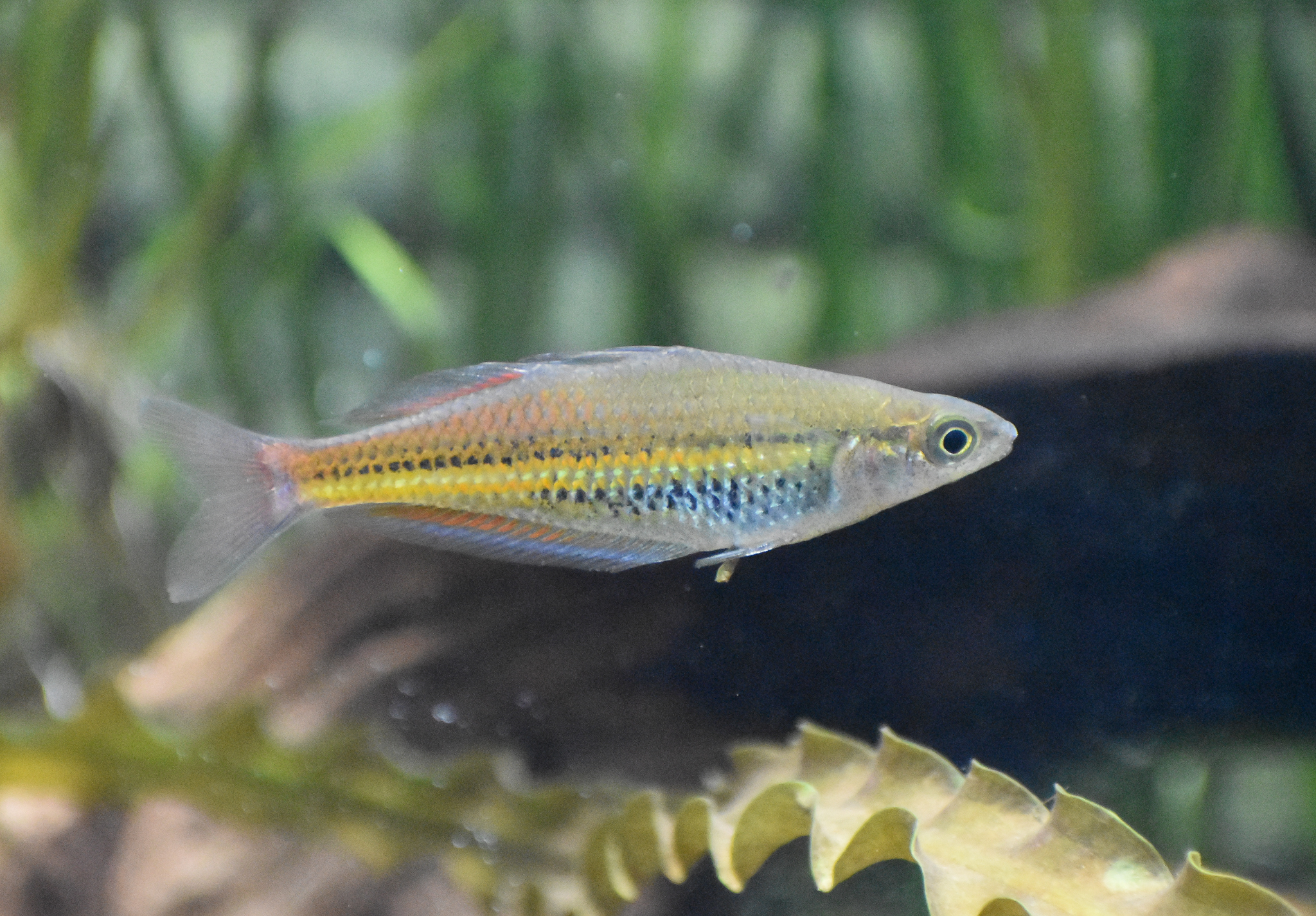 Rainbowfish ID