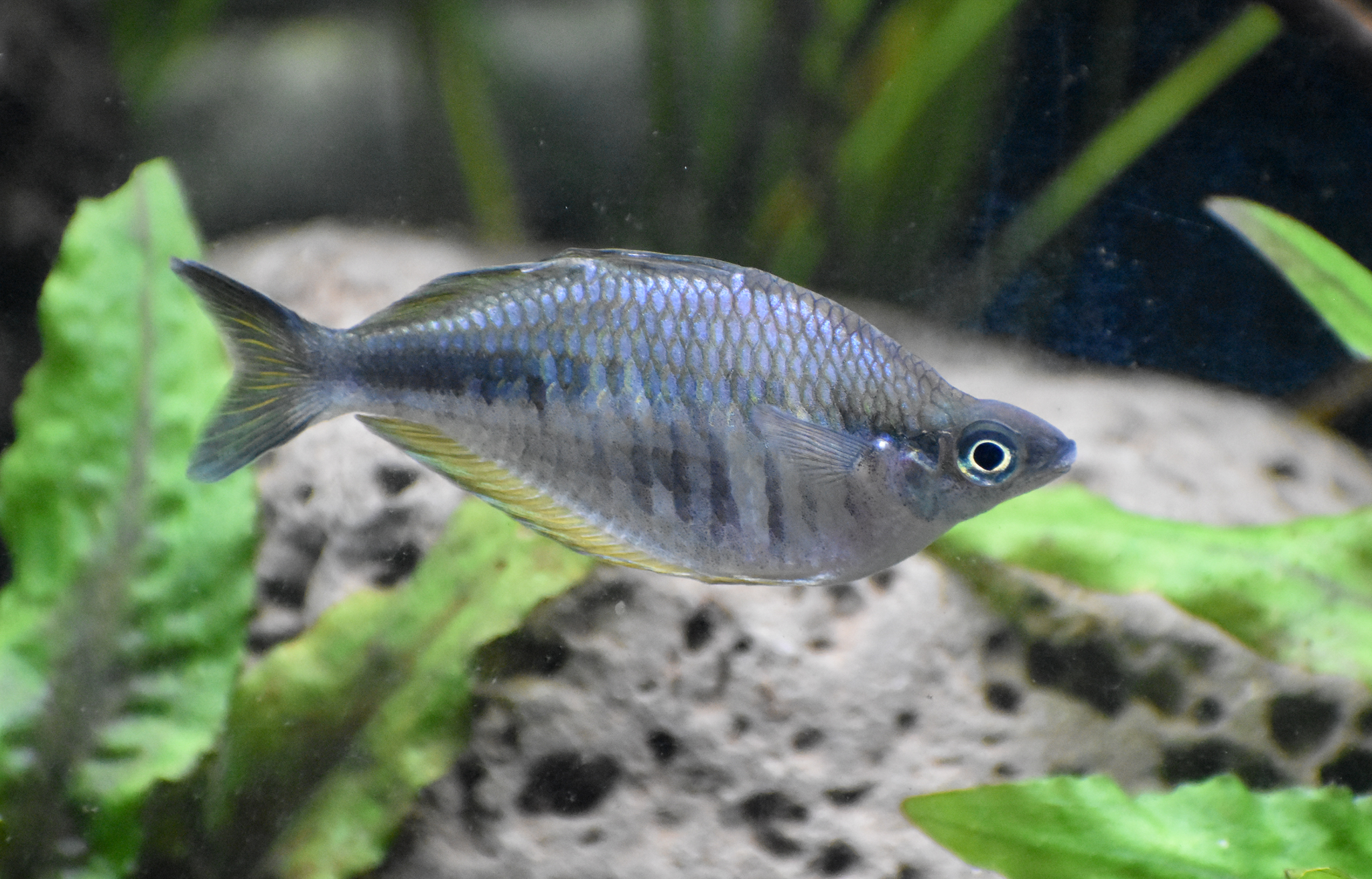 Rainbowfish ID