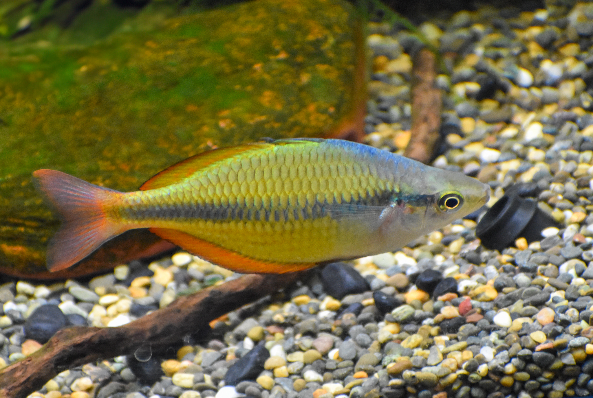 Rainbowfish ID