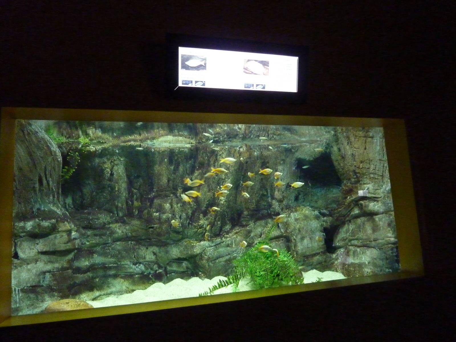 Rainbowfish tank, 10th April 2012