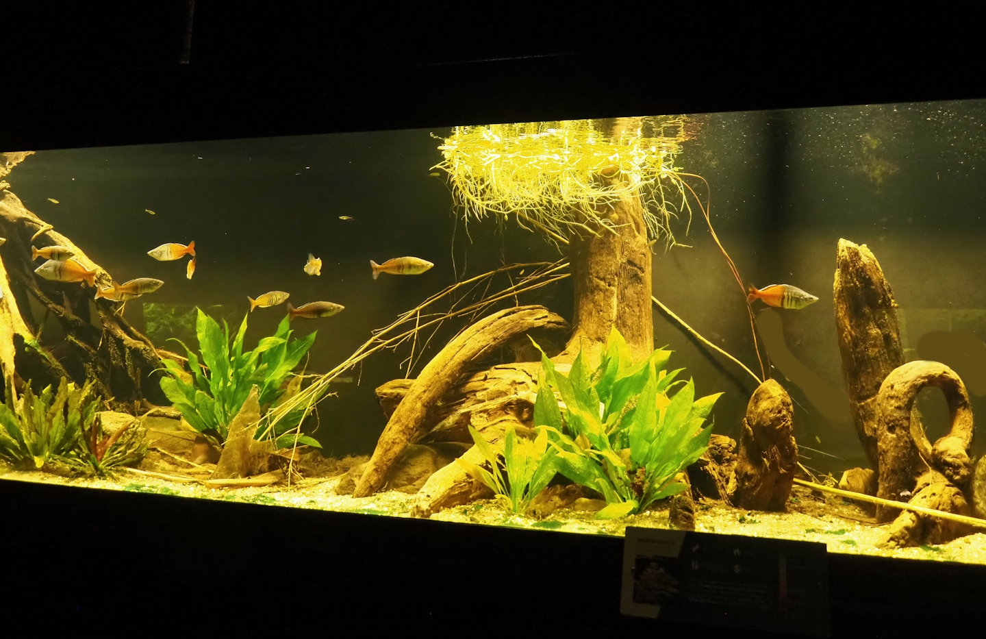 Rainbowfish tank, 2023-08-17