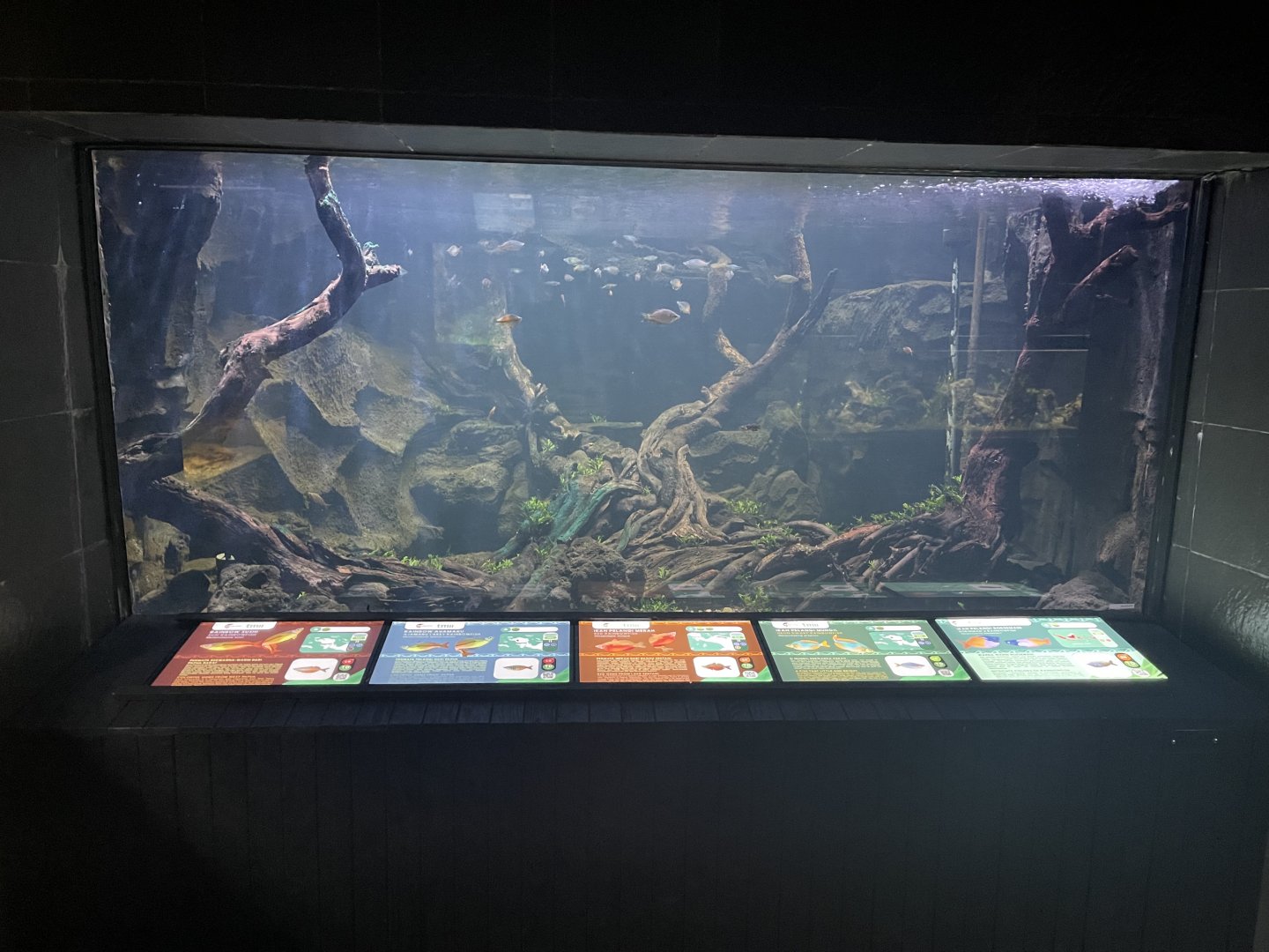 rainbowfish tank - dunia air tawar