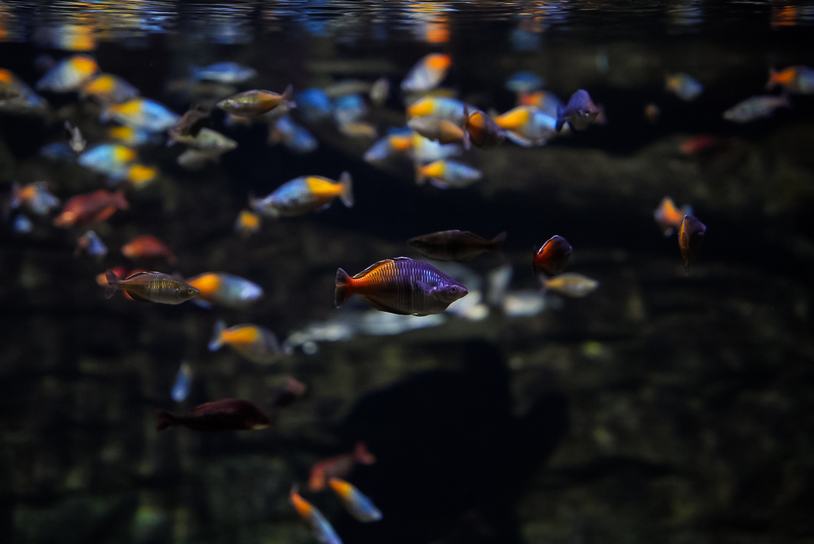 Rainbowfish (various species)