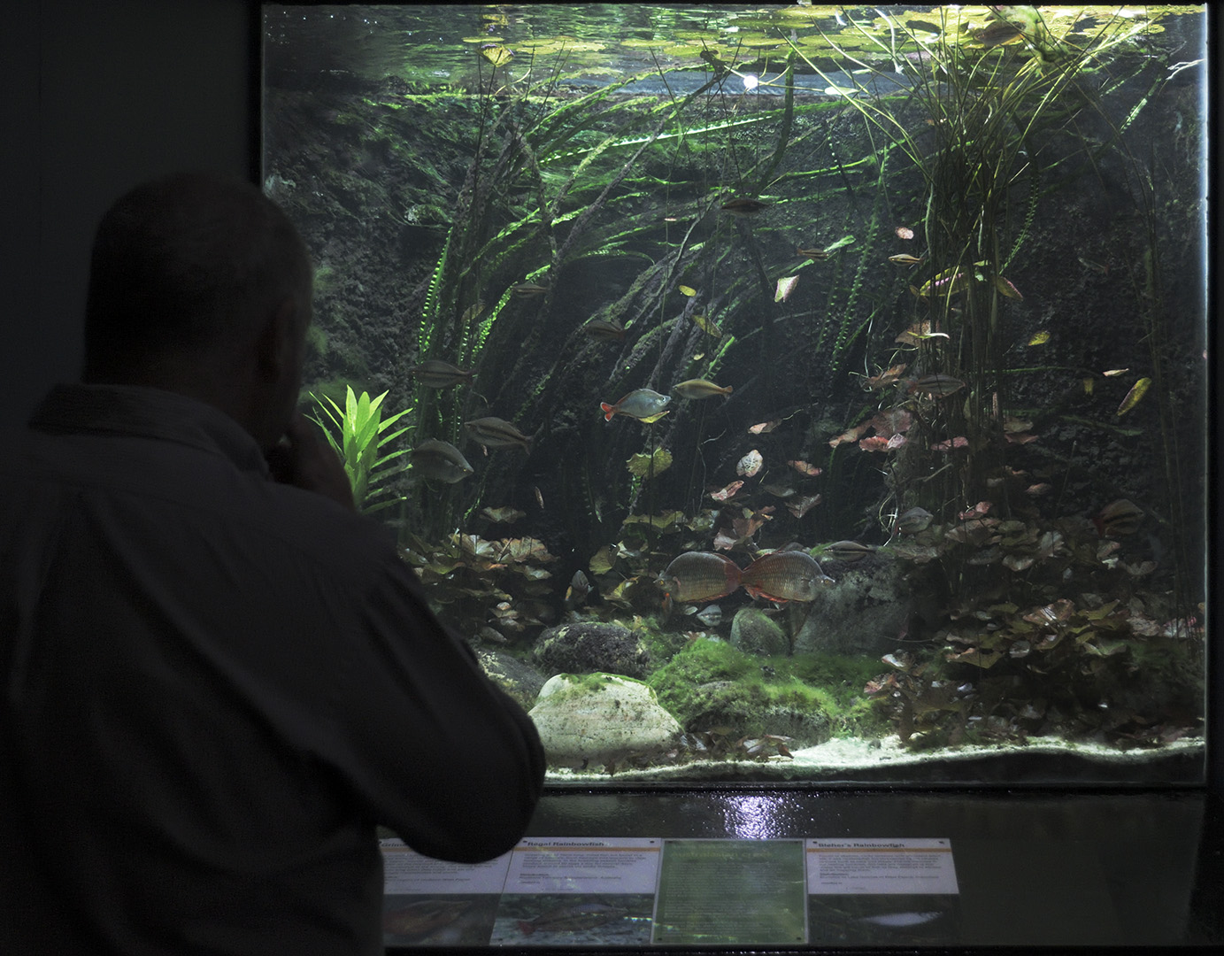 Rainbowfishes aquarium