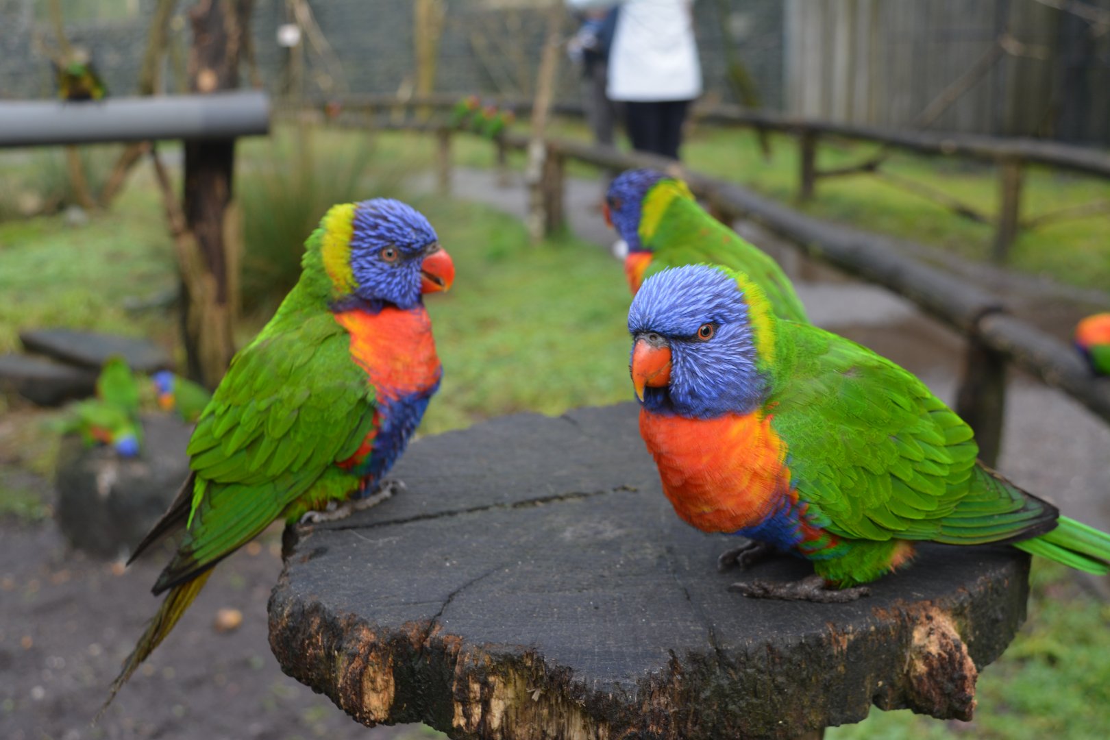 Rainbows lorikeets conspiring