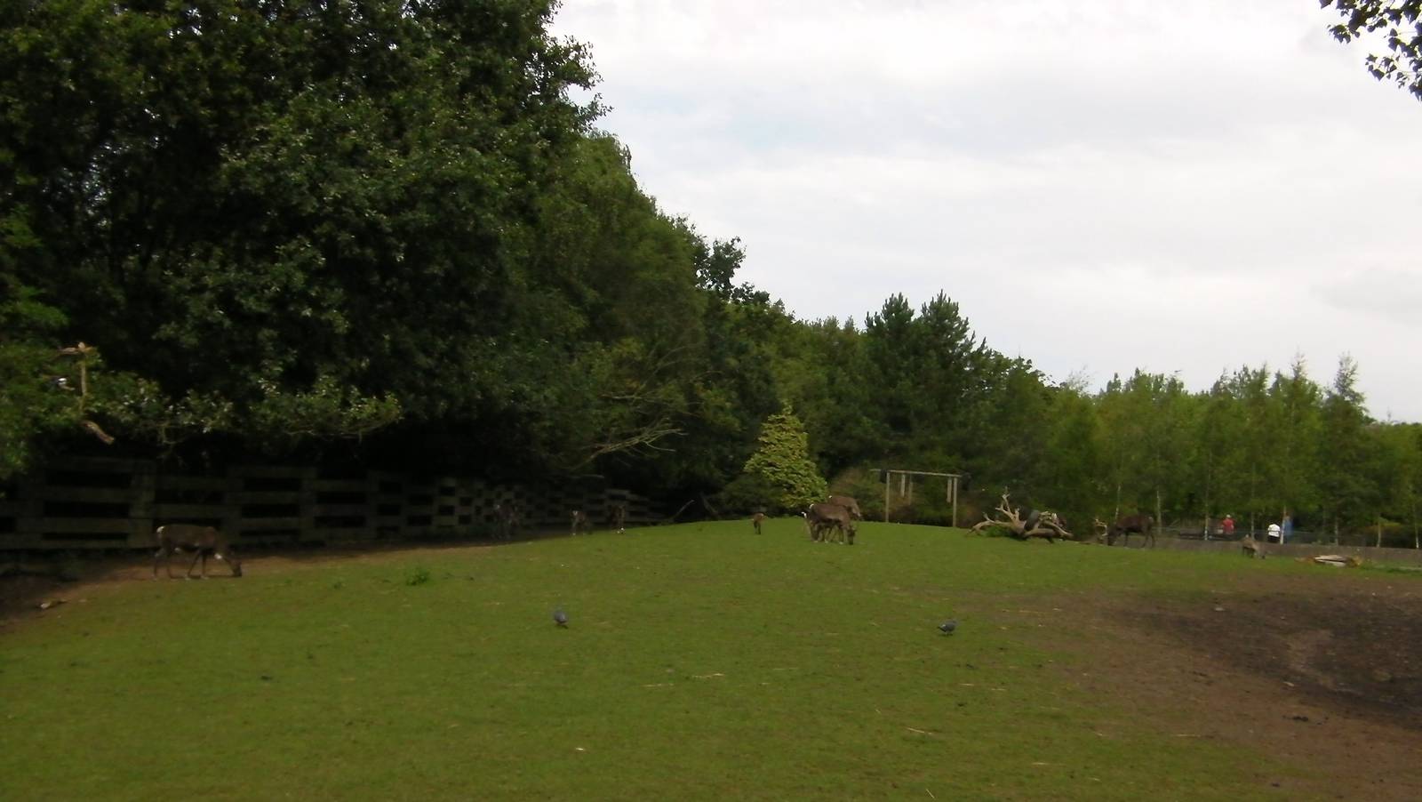 Raindeer Enclosure - 26.08.2011