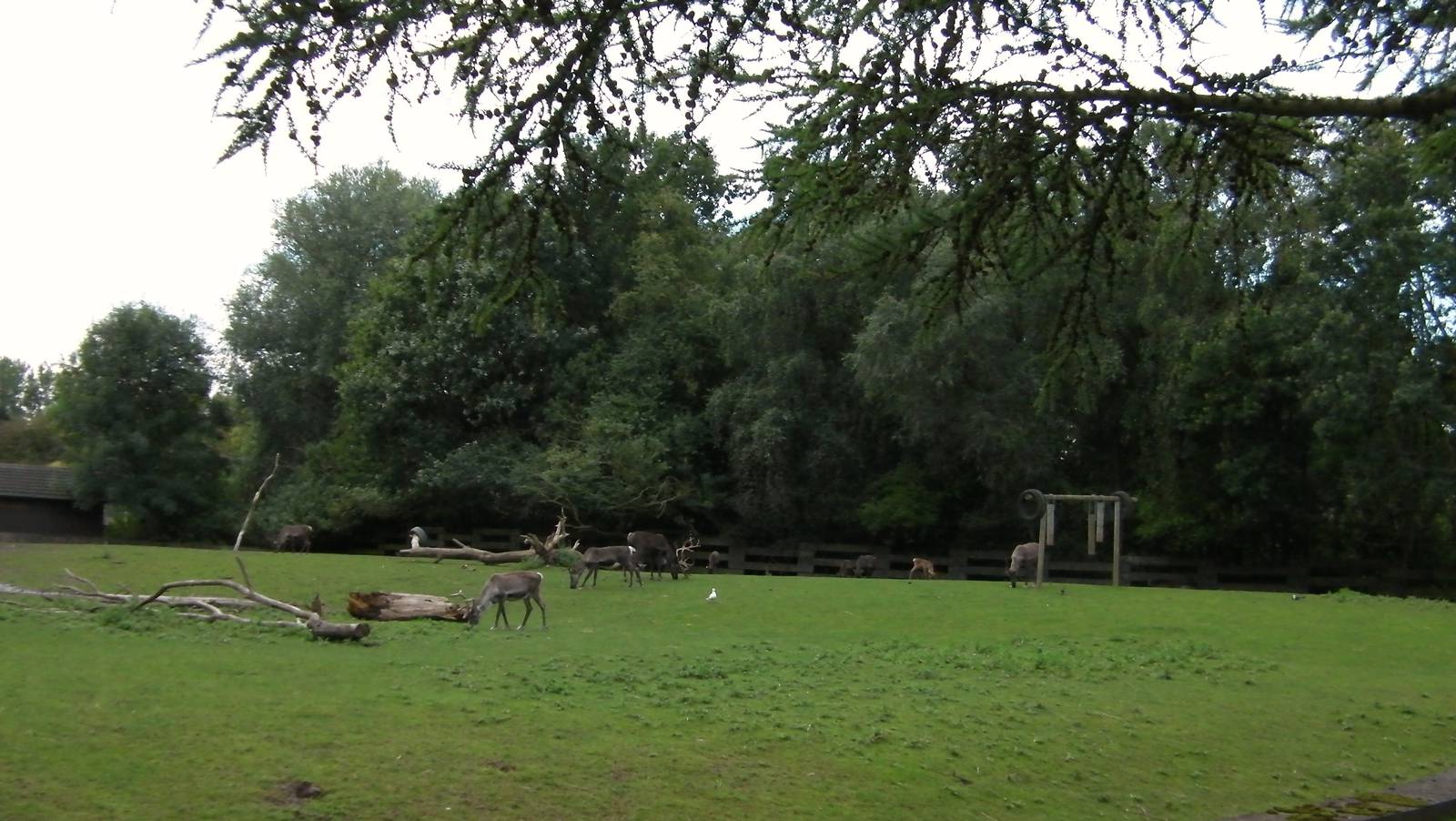 Raindeer Enclosure - 26.08.2011